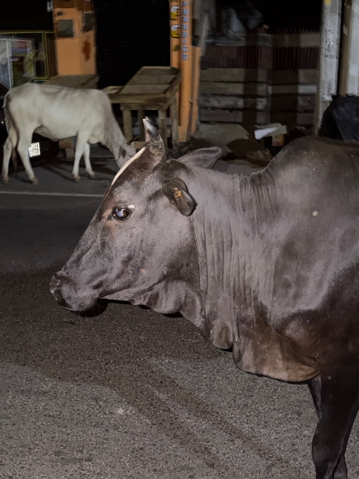 Cattle roam streets of Arugam Bay during evening hours