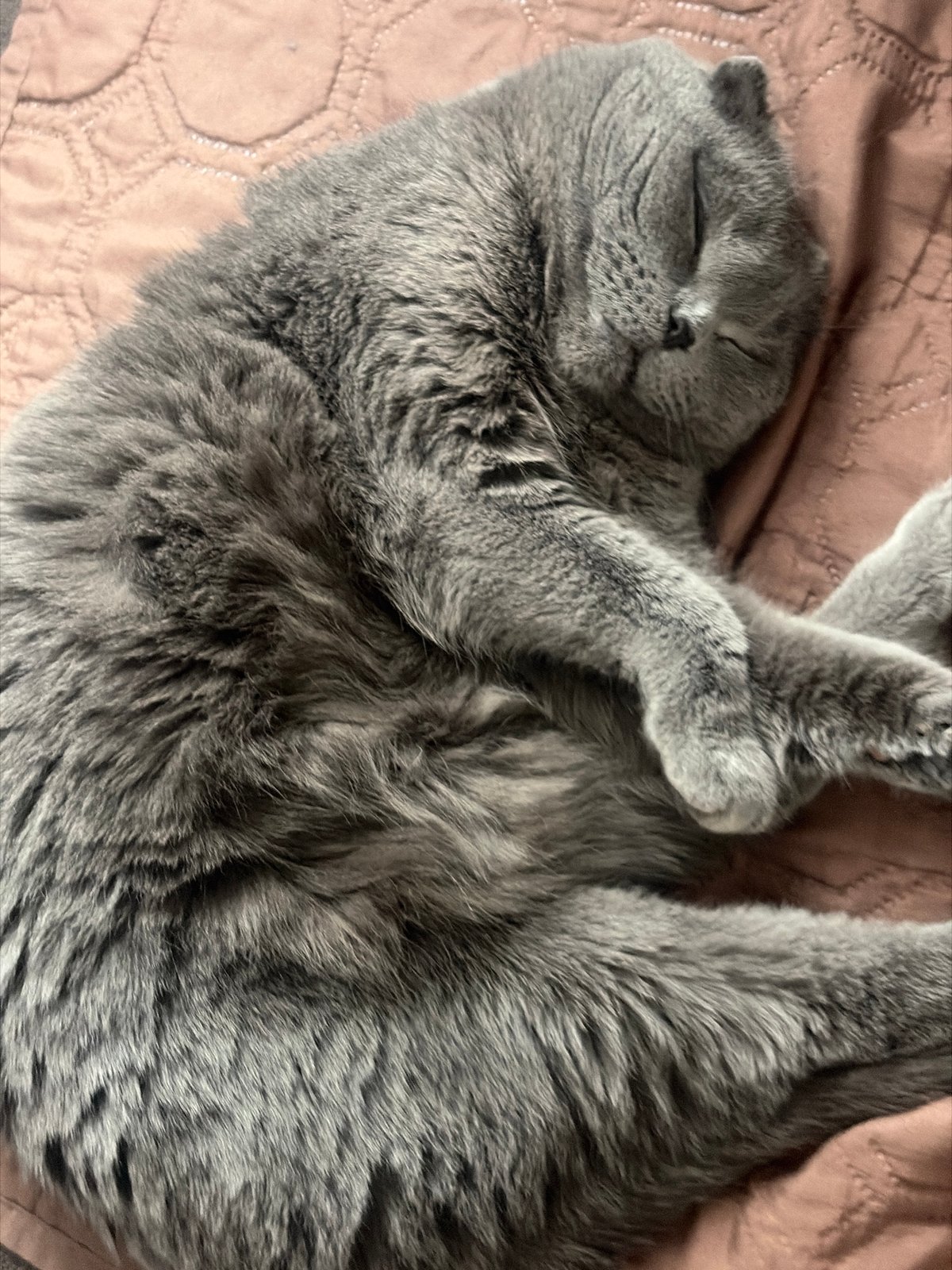 Quiet moments: sleeping cat and punk jacket captured in Saint Petersburg