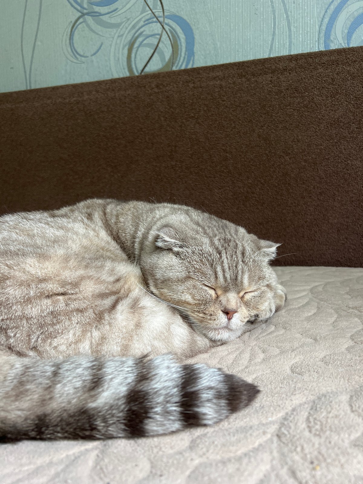 Woman documents quiet morning at home with cat in Russia