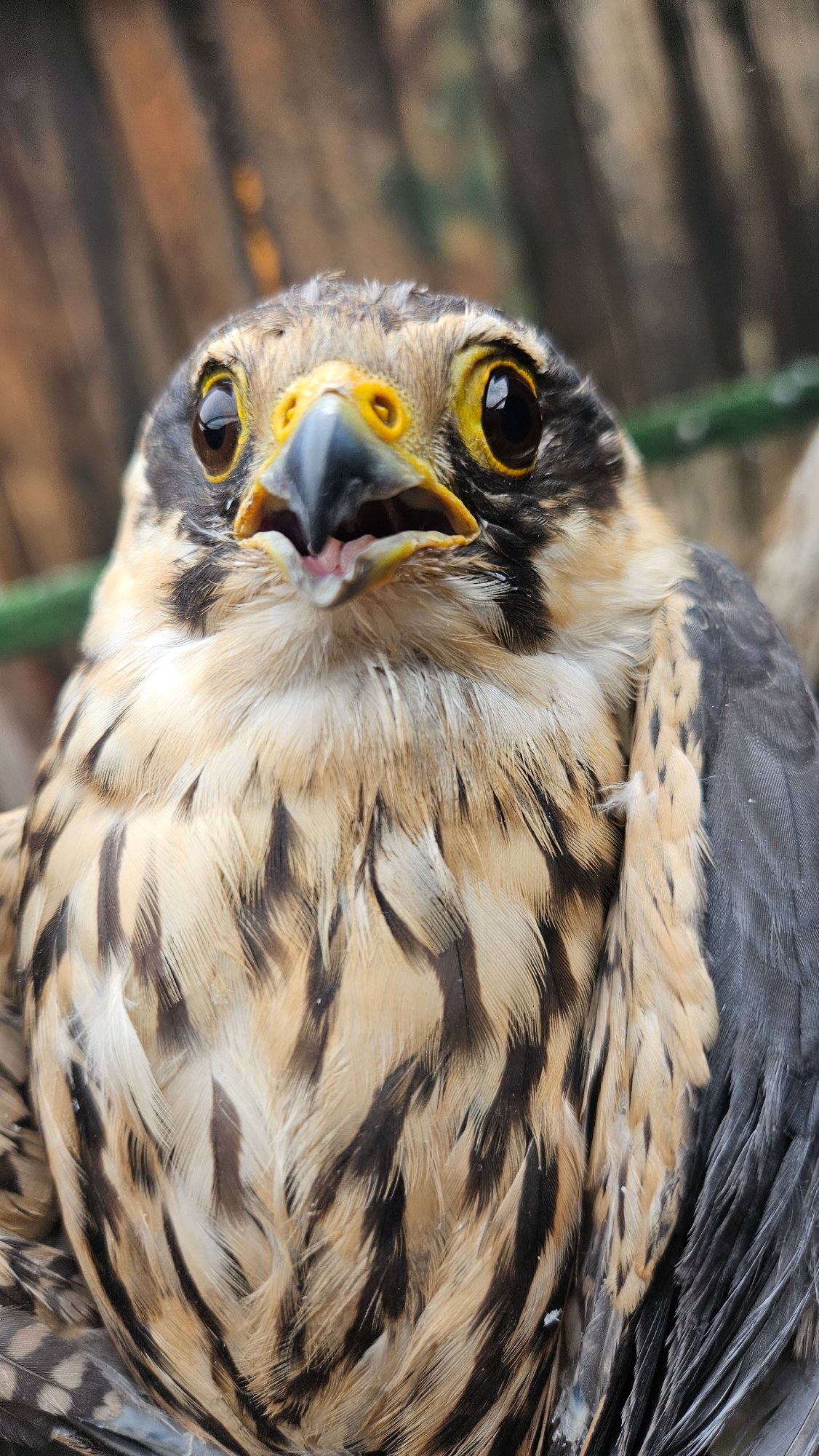 Falcon or hawk spotted inverted in Stara Zagora