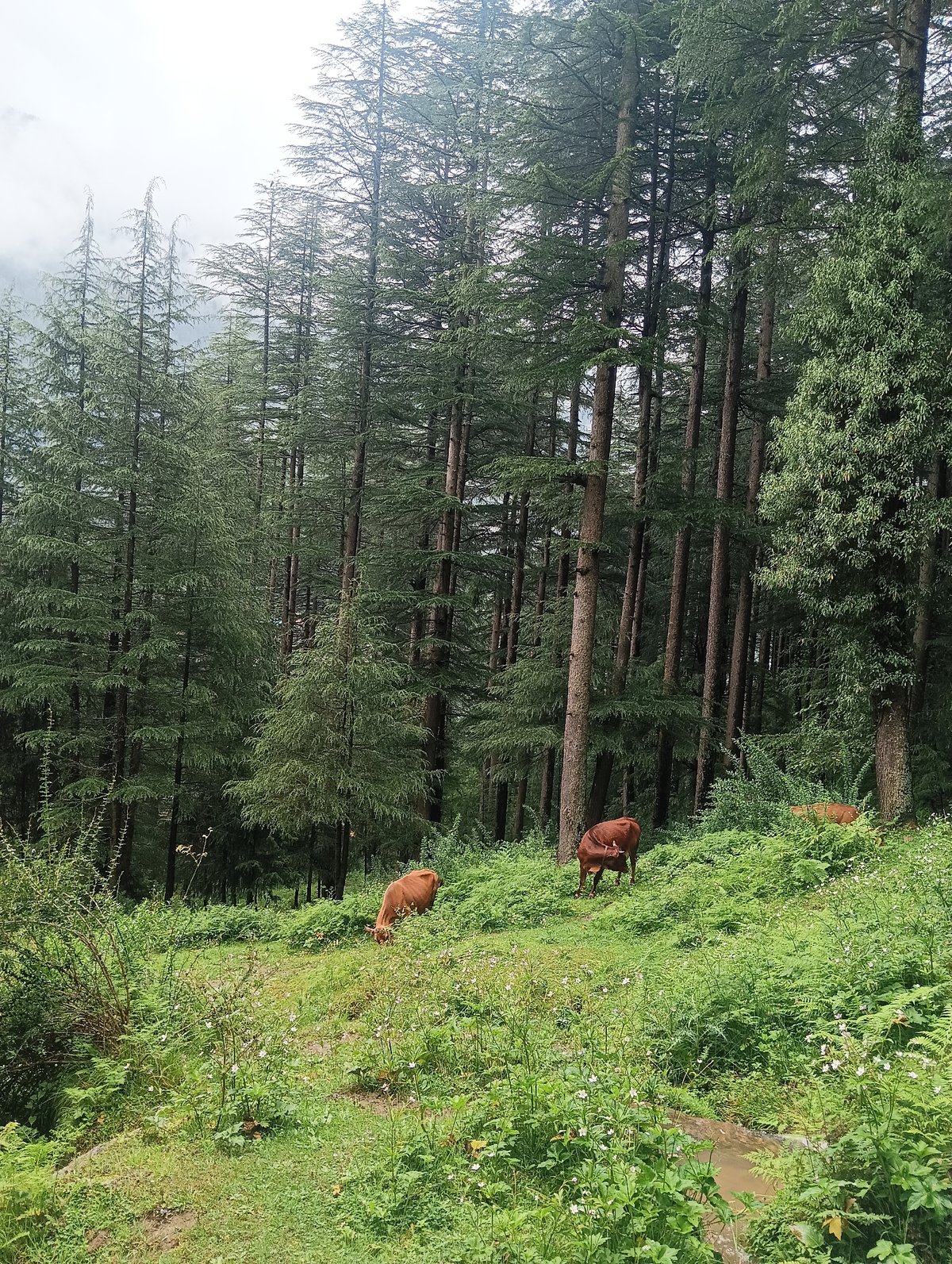 Pine forest and stream in Chhyal's dense mountain woods