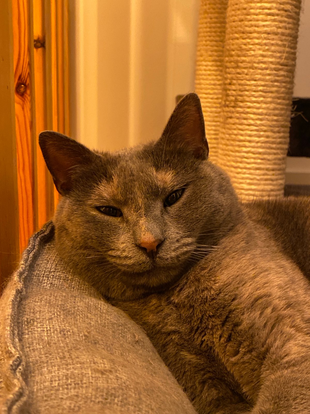 Gray cat rests peacefully in pet bed in Björklinge