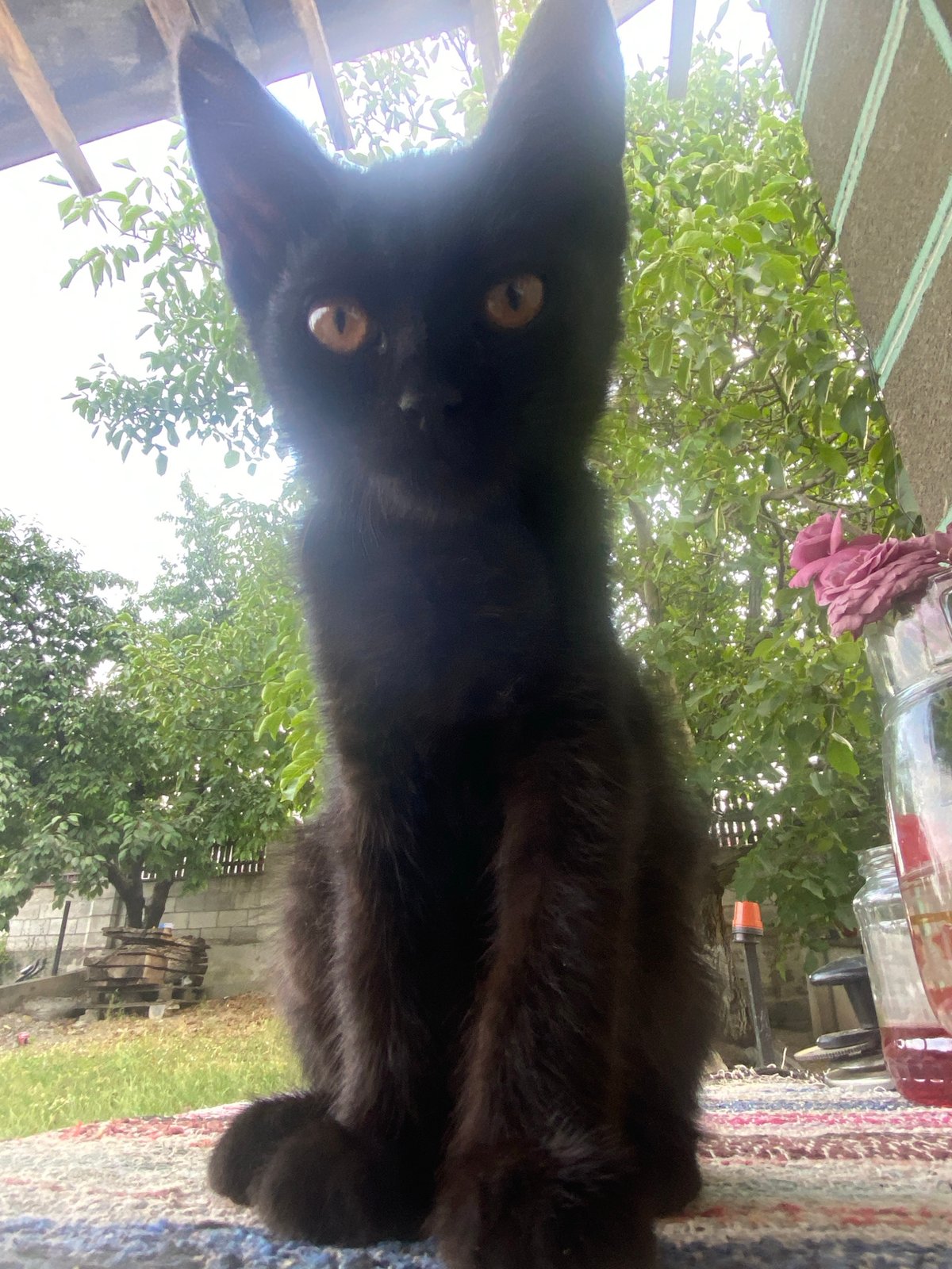 Black cat on a striped rug, staring down the camera