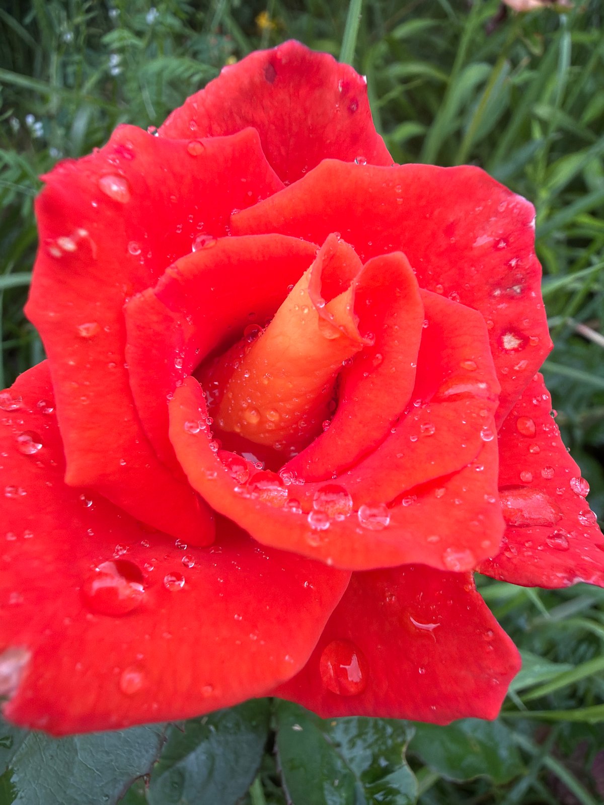 Close-up garden photography: flowers, berries, and fruit in early summer