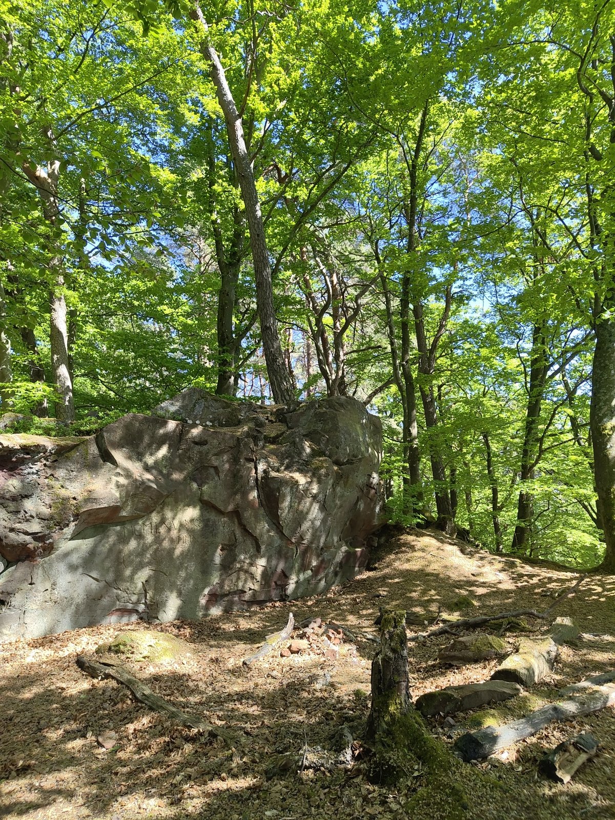 Visitor captures spring forest scenes at Mettlach's Saar Loop