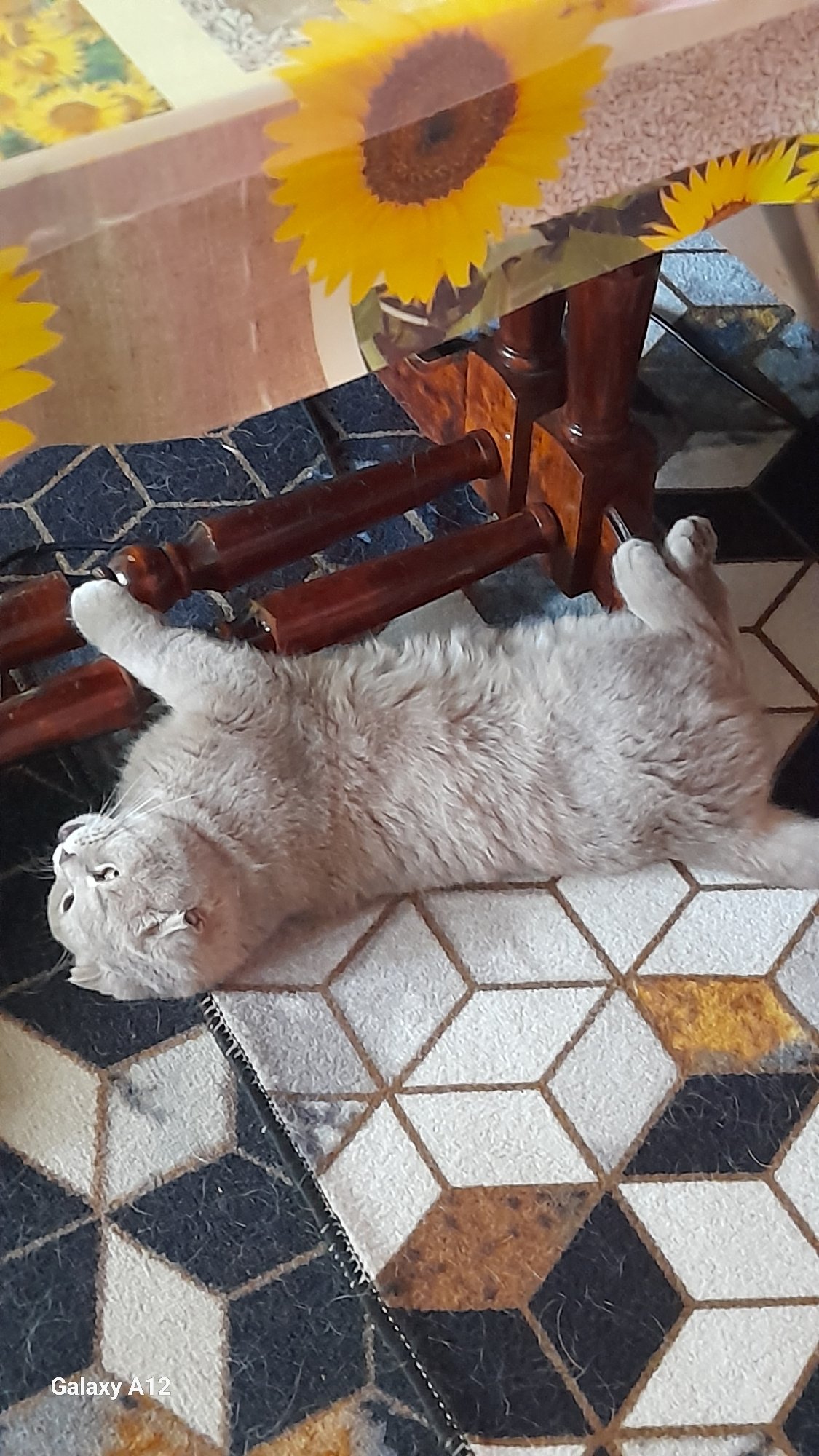 Morning scenes of pets and nature documented in Markovskii