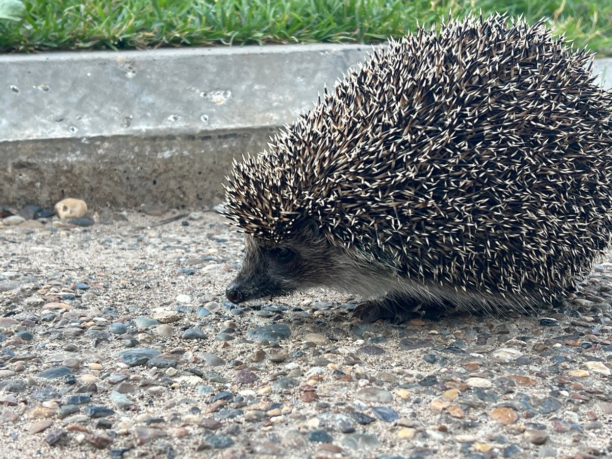 Lazy summer afternoon in Noviy: nature, selfies, and a hedgehog