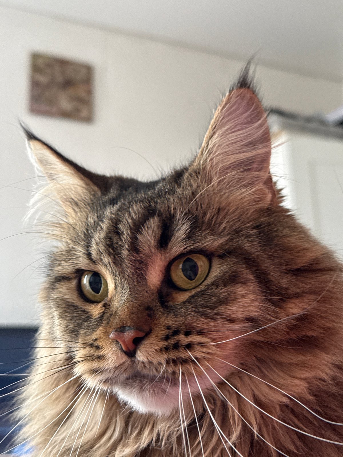 Brown tabby cat photographed in tilted, upside-down pose