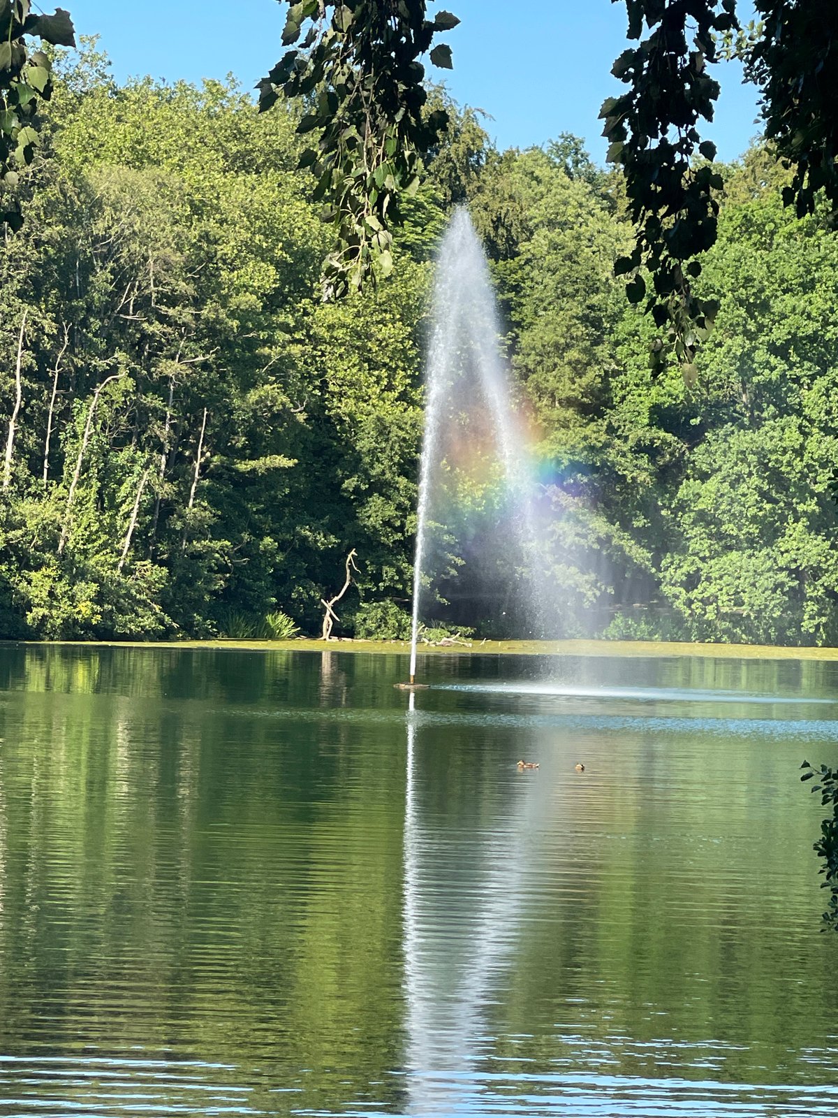 Fountain rainbow, ducks, and waterbirds at a quiet lake