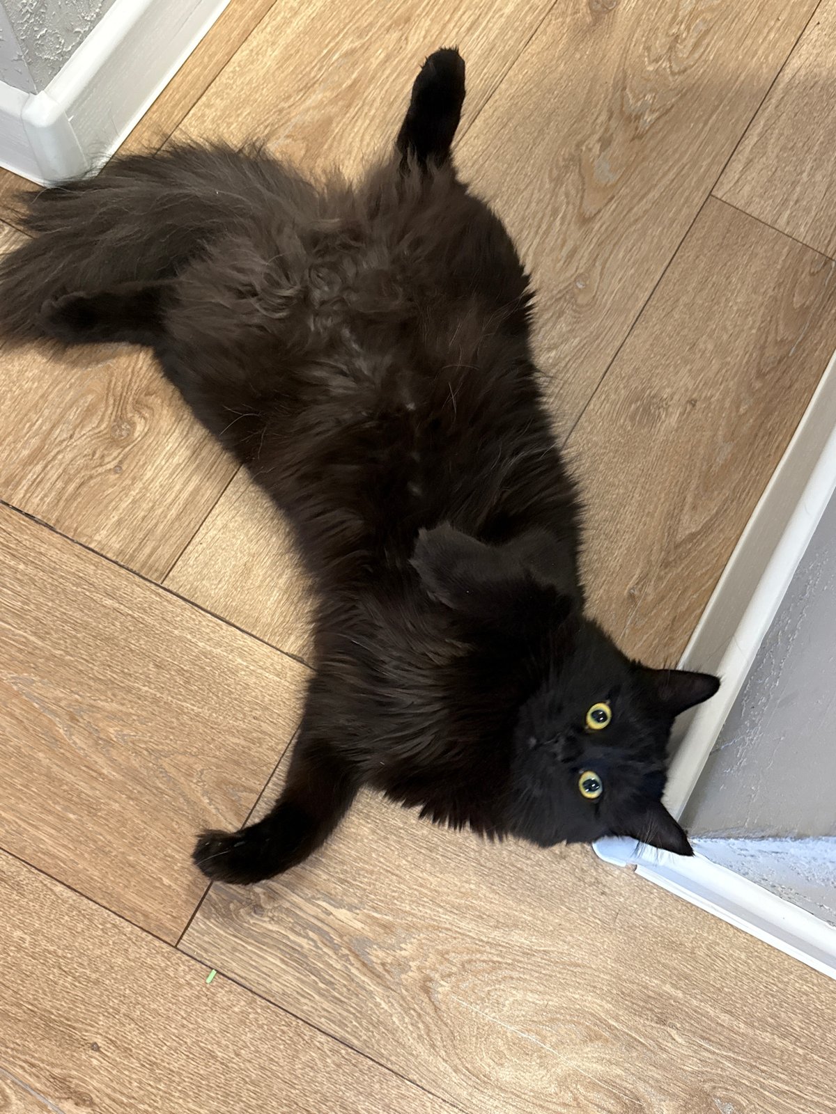 Black cat and houseplant spotted in Rostov-on-Don home