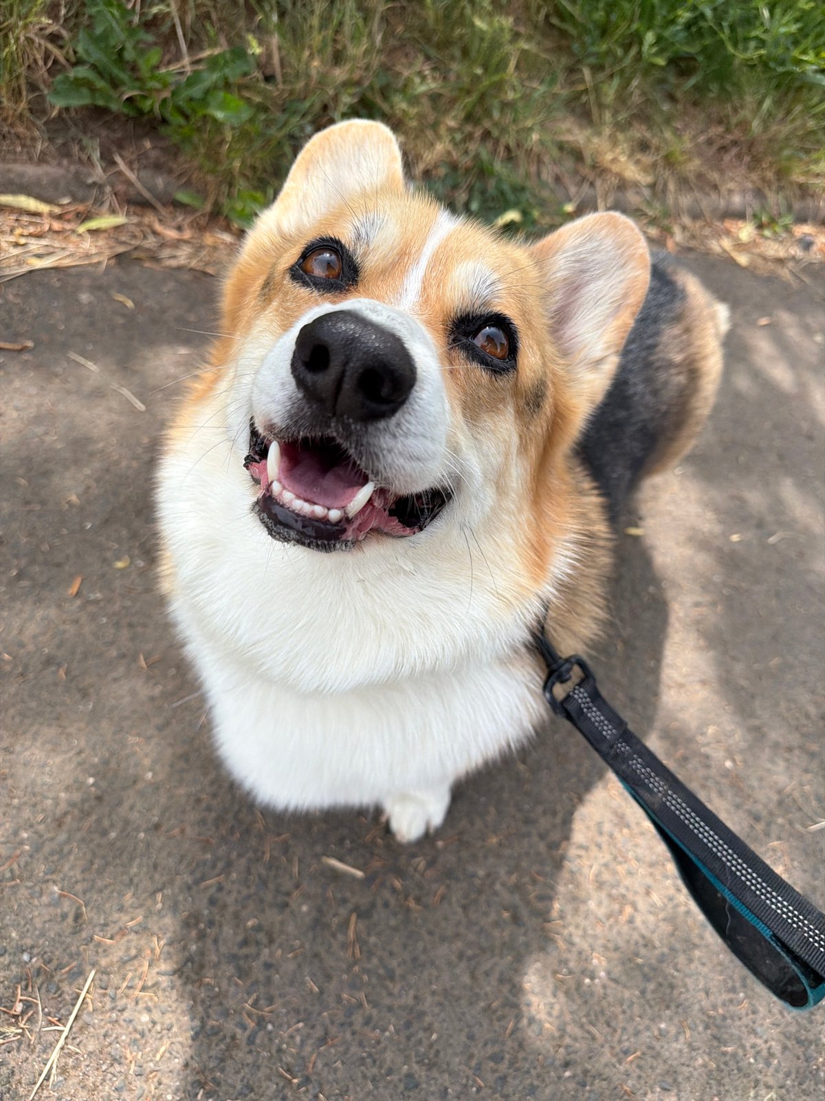 Family enjoys alpaca farm visit with corgi in Bisterschied