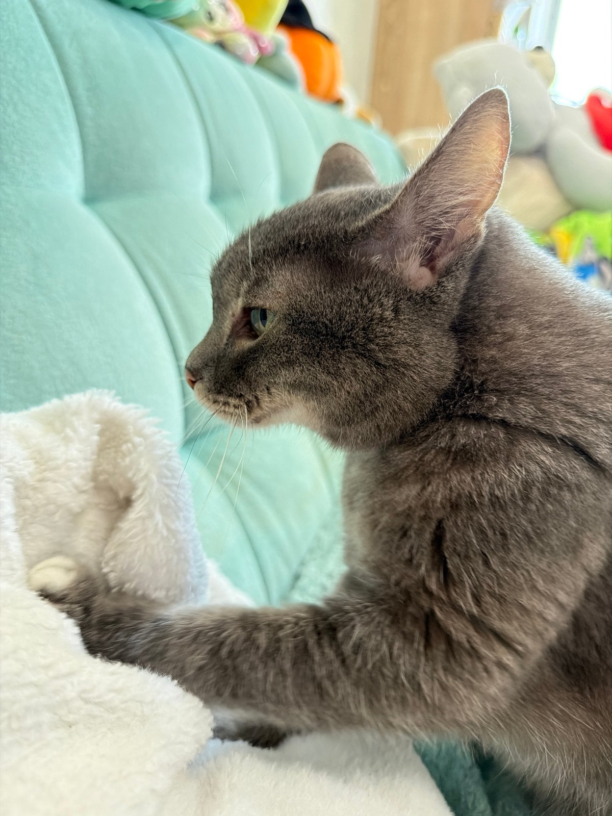 Morning pet care and spring flowers documented in Solikamsk