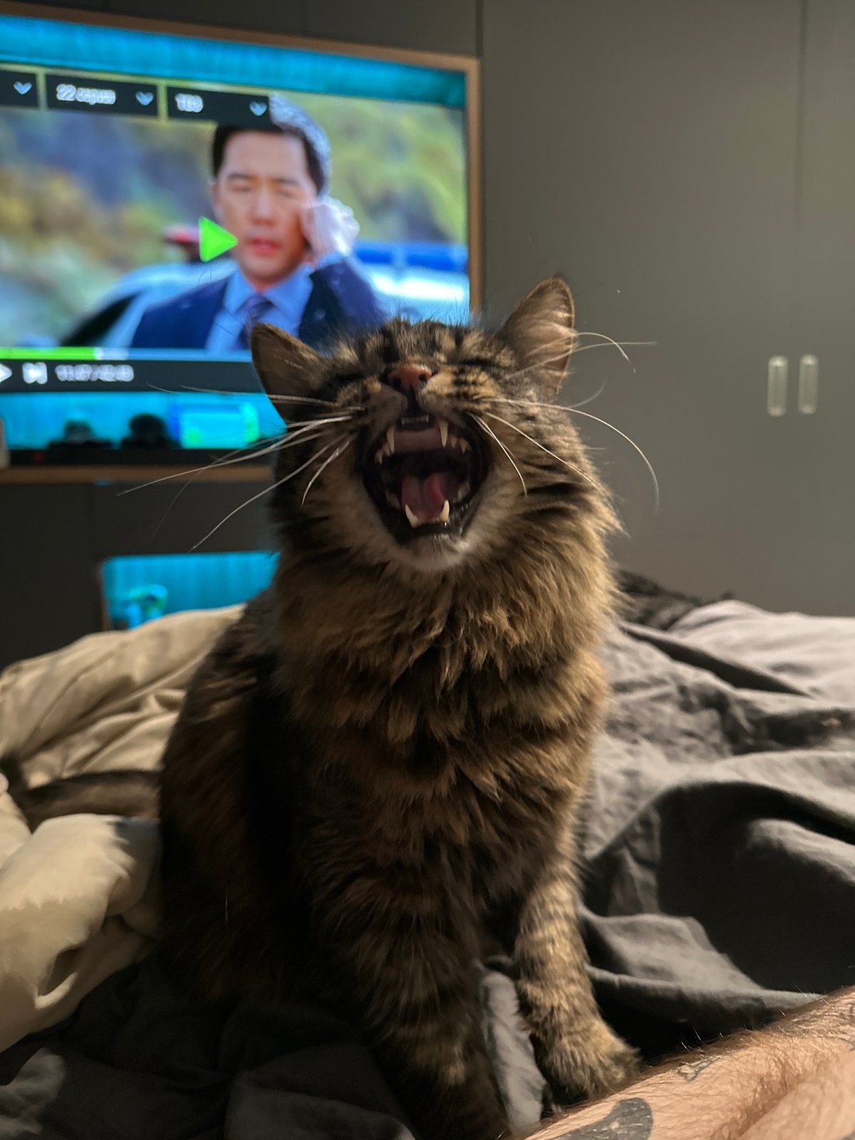 Tabby cat vocalizes on bed in Khimki apartment