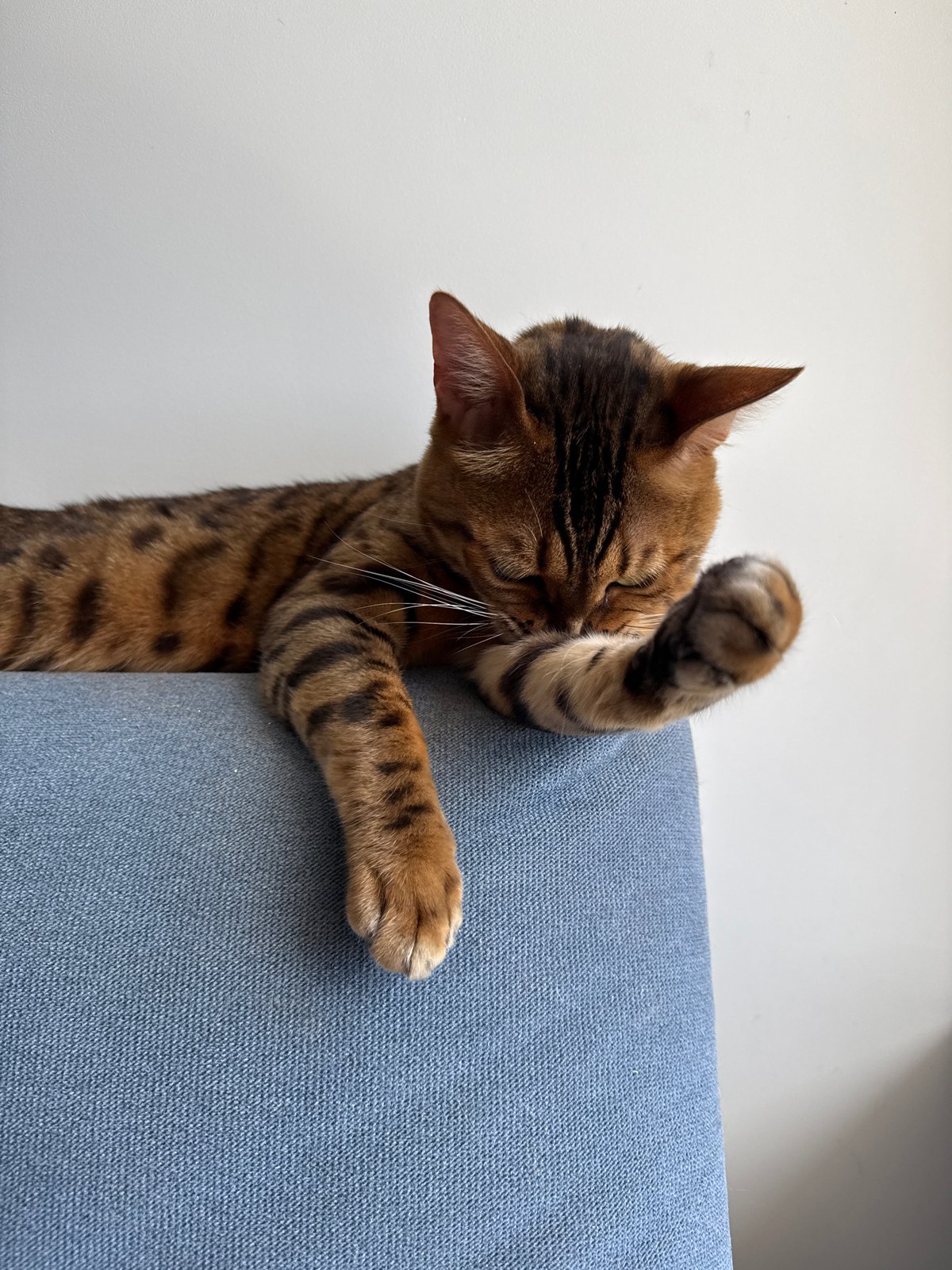 Bengal cat owns a blue couch in Sochi