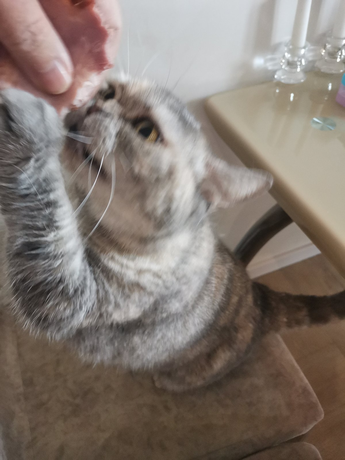 Tabby cat gets hand-fed treats in Chaikovsky, Russia
