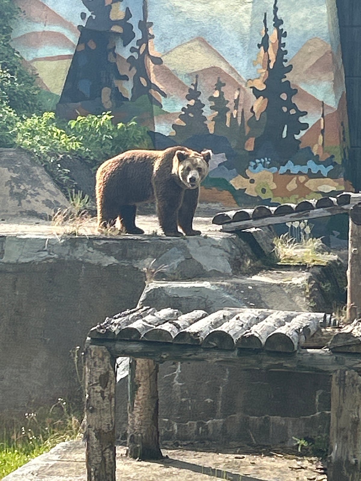 Sofia Zoo animals observed by visitors during afternoon visit