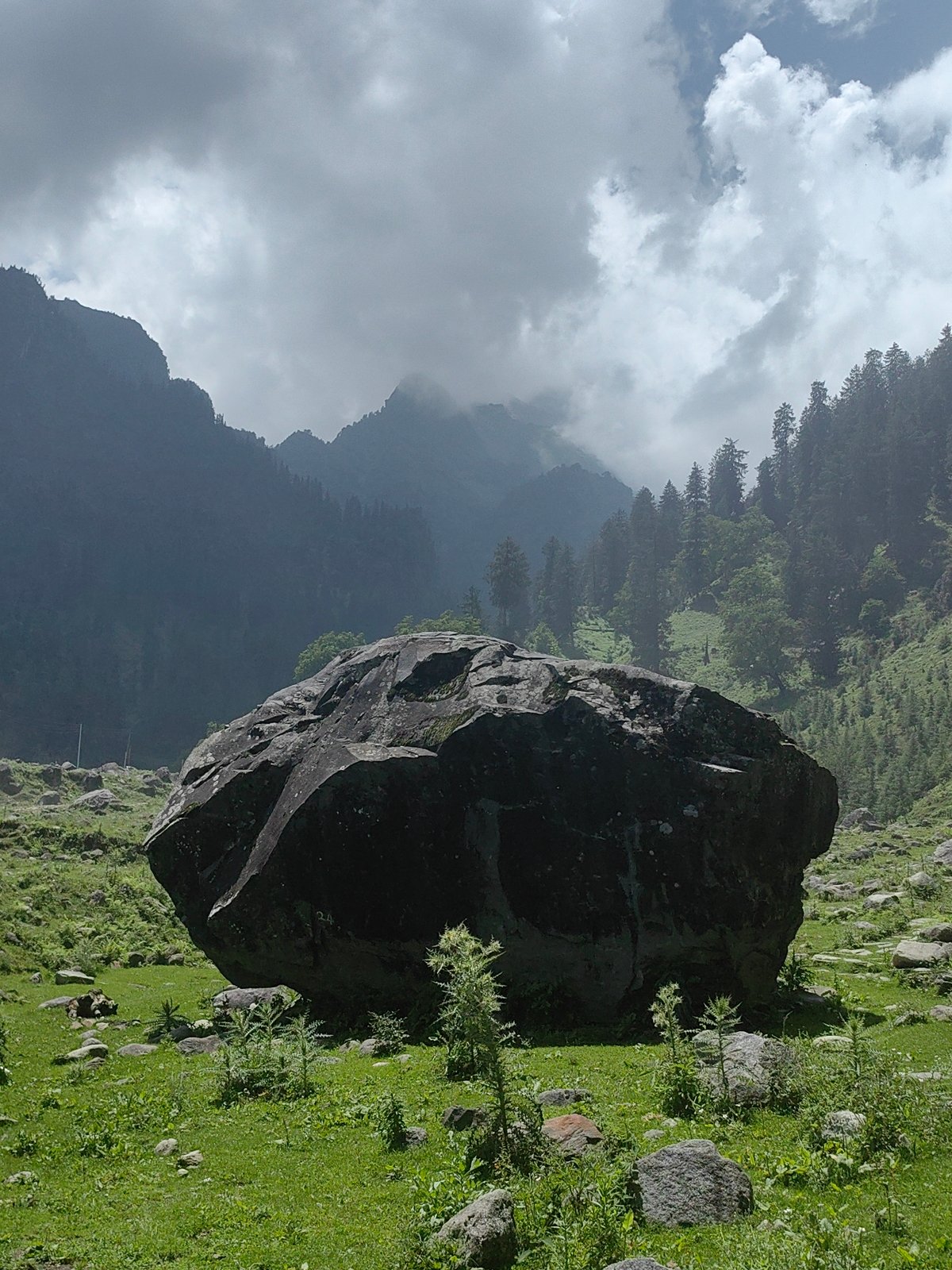 Solang Valley morning: mountain trails, grazing cattle, and ATV tracks