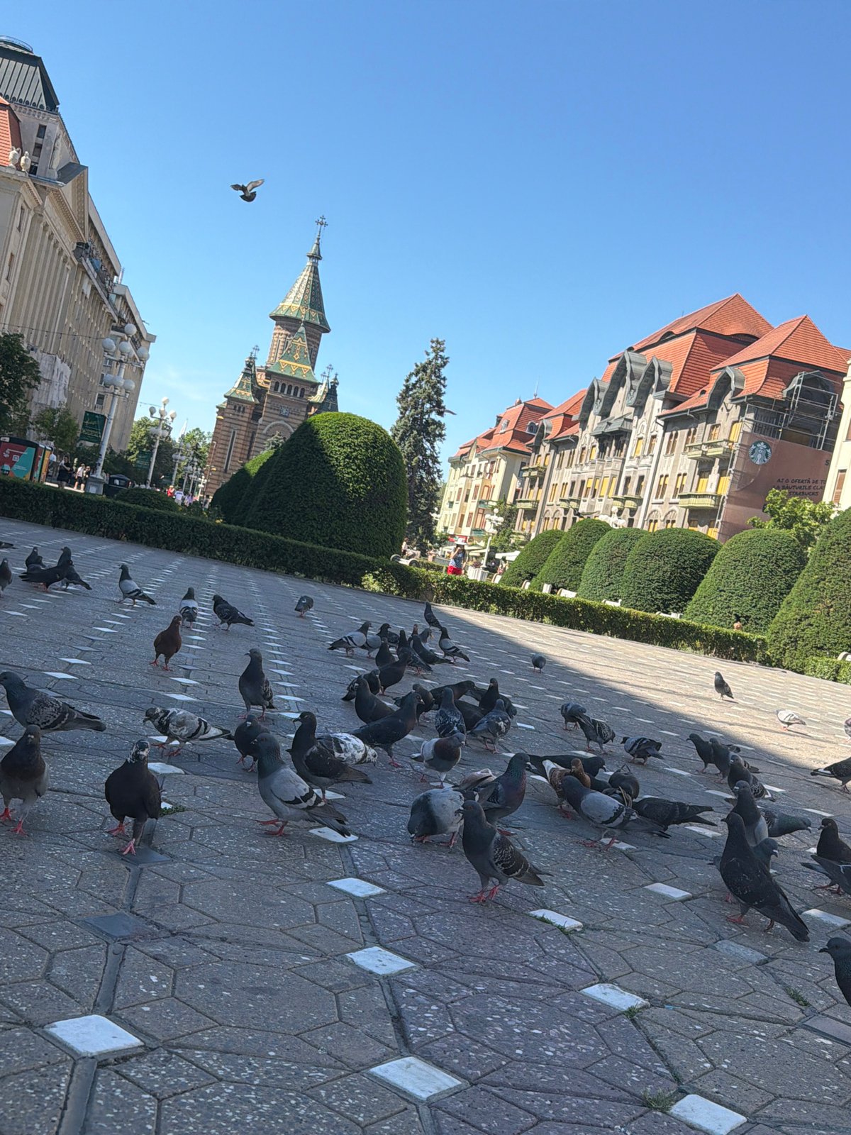 Morning street life documented in decorated Timișoara pedestrian zone