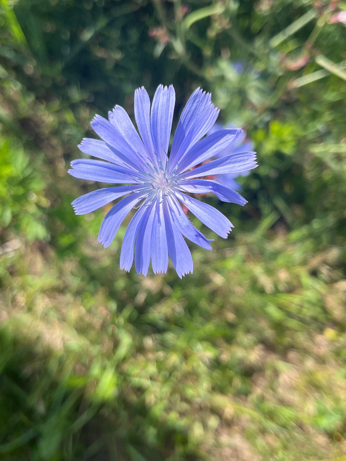 Wildflowers in close focus, Chaikovsky, Russia