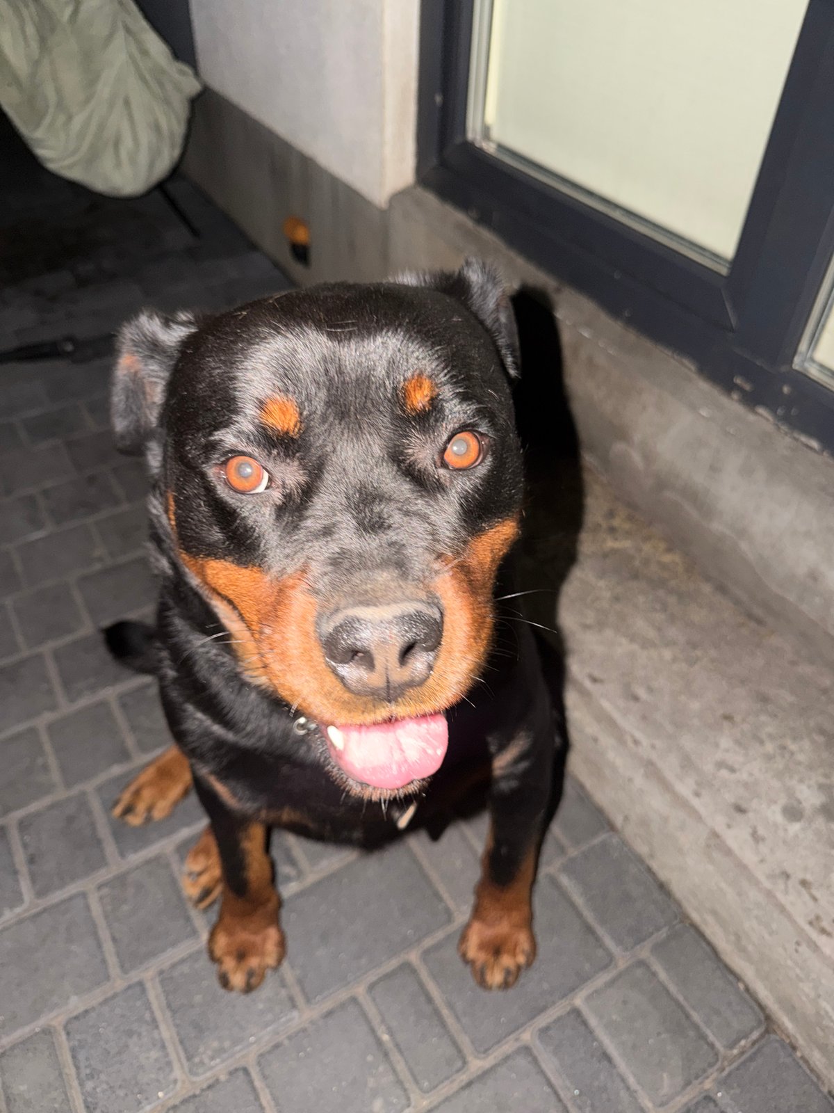 Rottweiler on a patio, fully locked in on the camera.