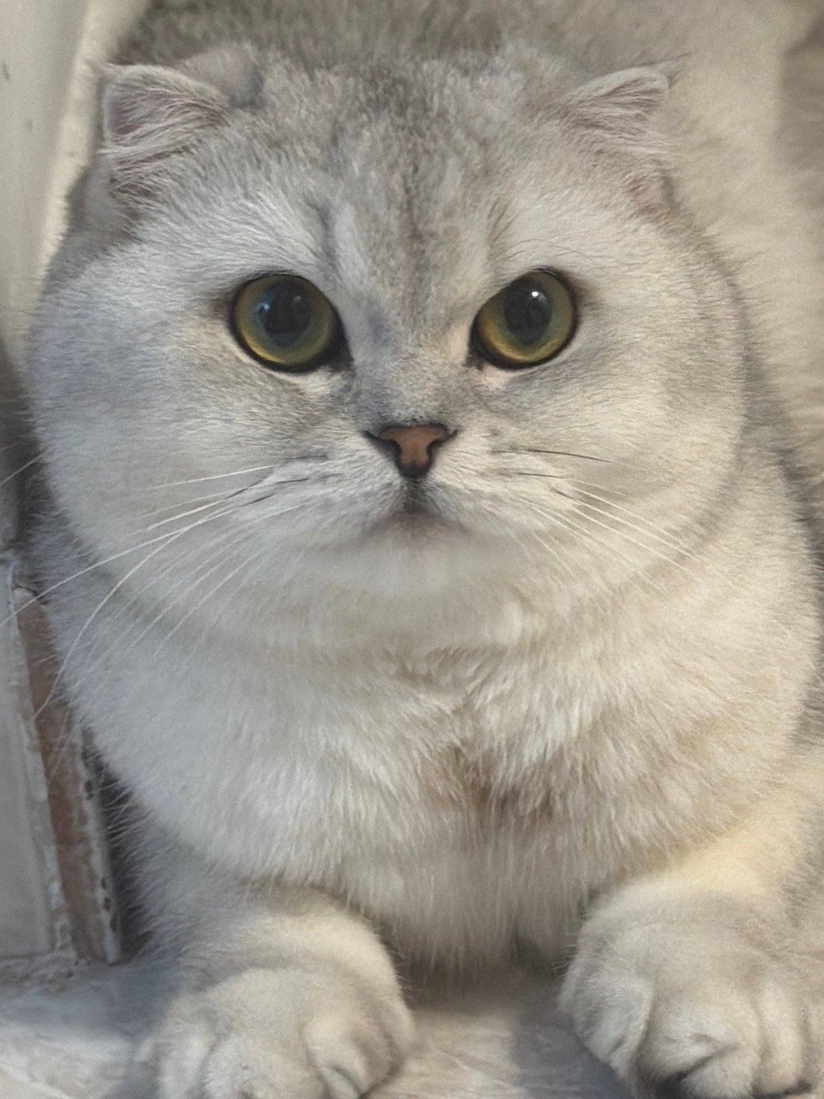 Scottish Fold cat relaxing around a Rome apartment