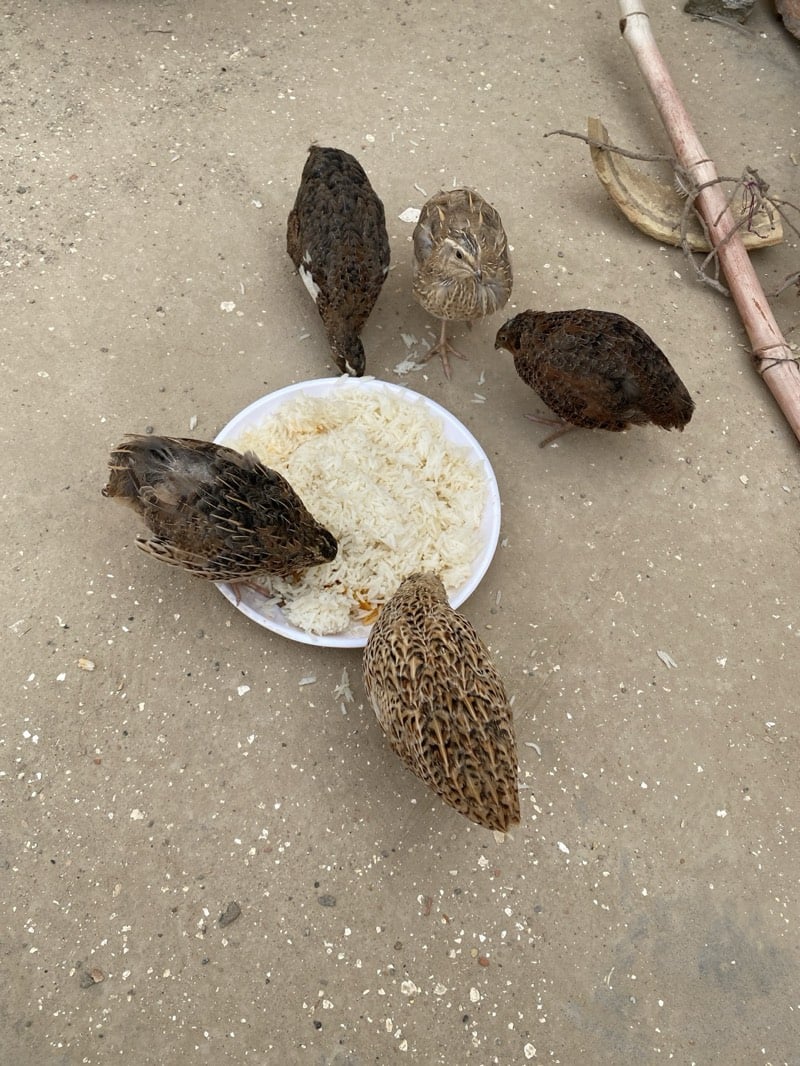 Quails feed on rice from plate in Kandahar