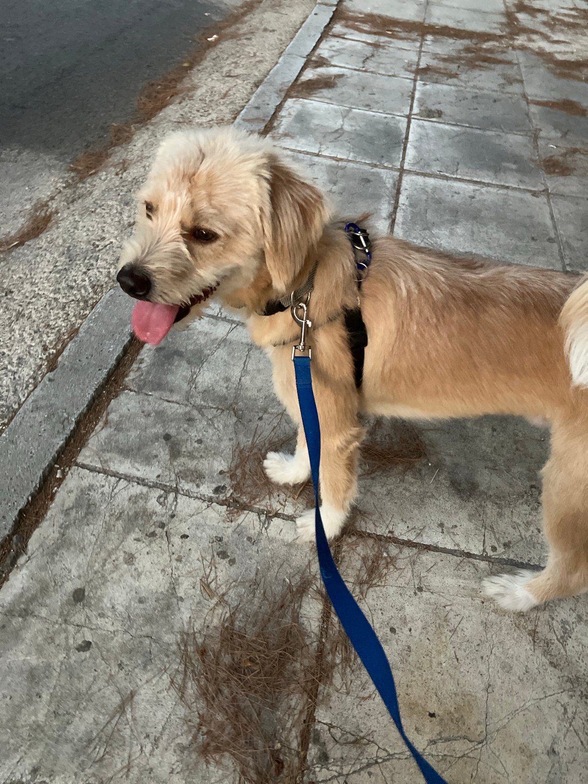 A dog's evening in Paleo Faliro, from walkies to couch time