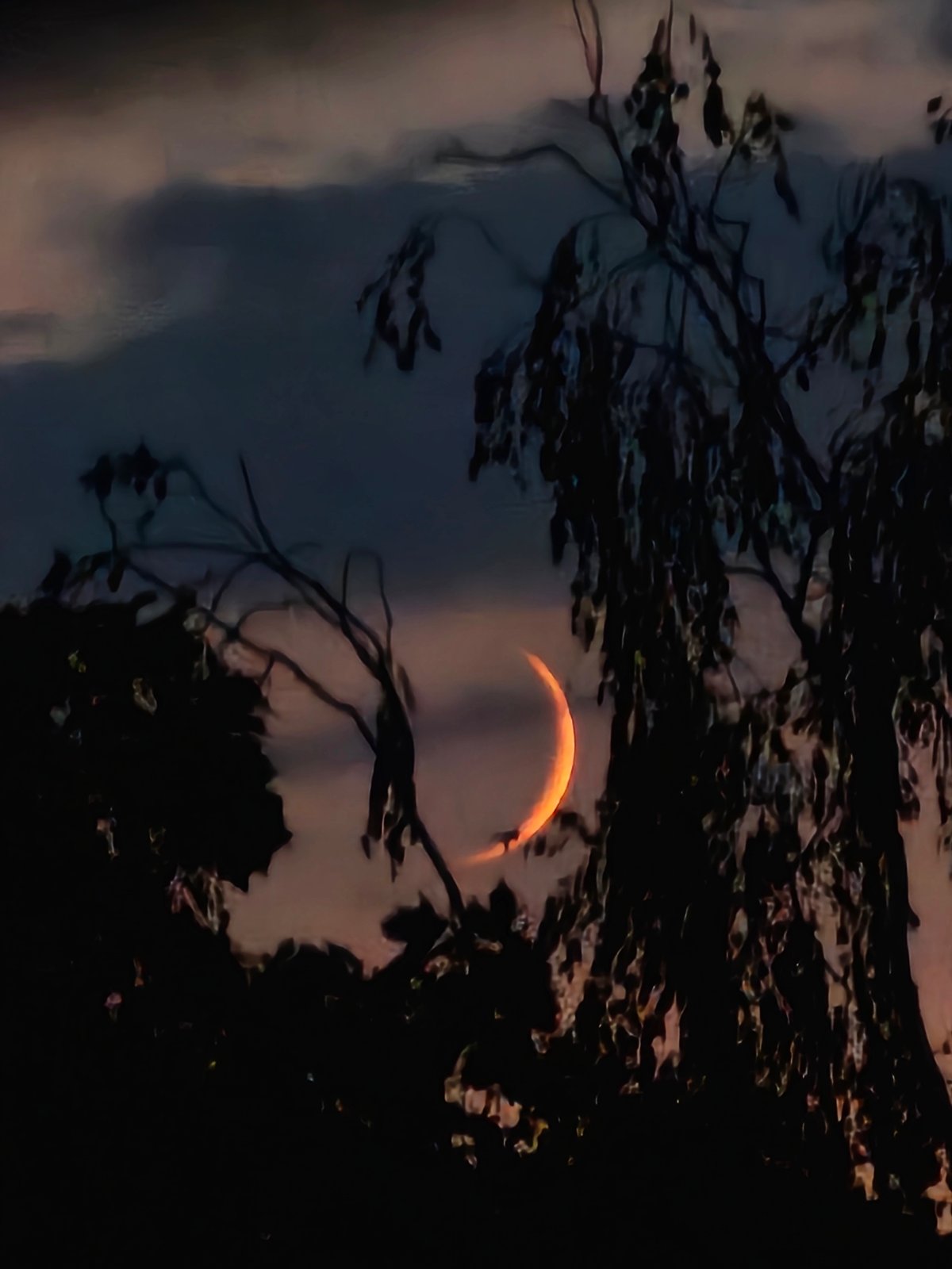 Orange crescent moon rises through silhouetted trees at twilight