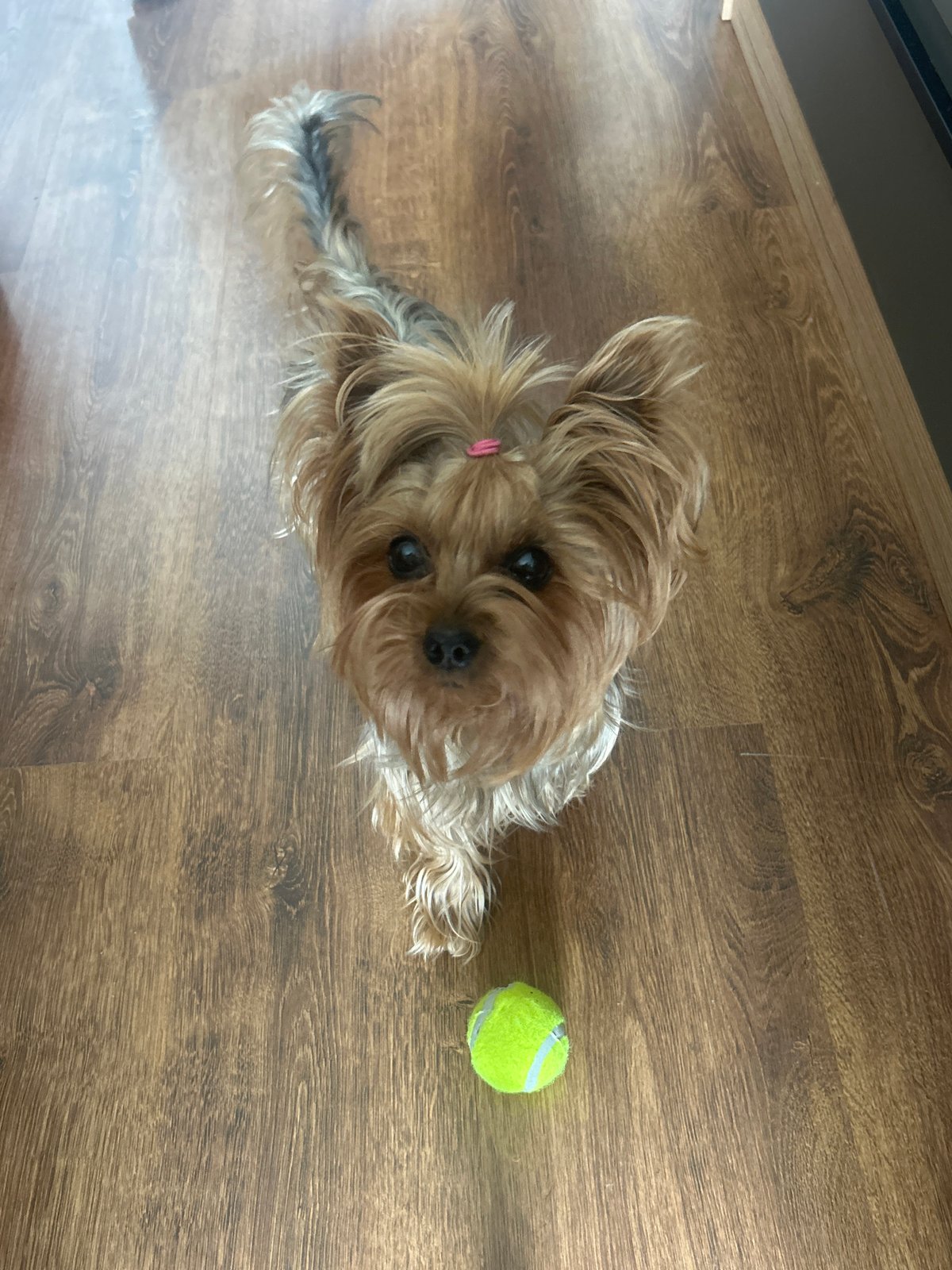 Morning domestic moments with Yorkshire Terrier in Burgas home