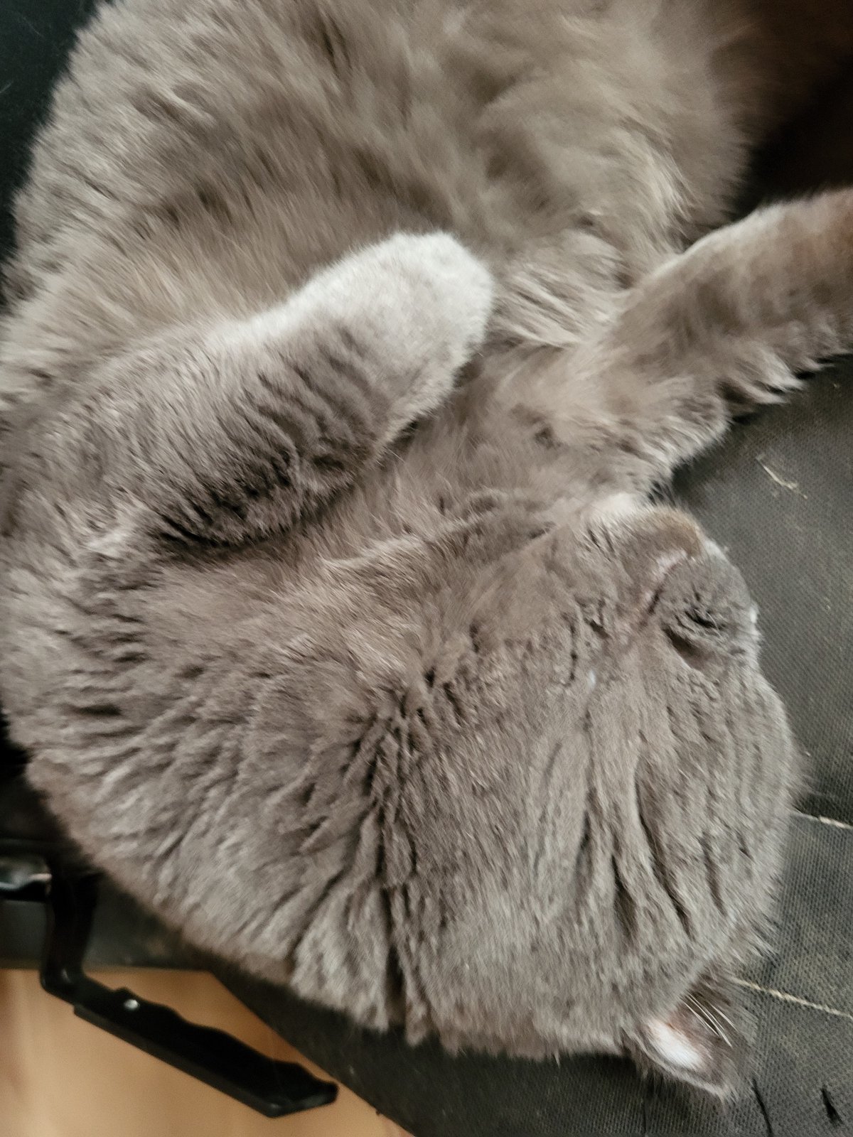 Gray cat naps on shoes amid cloudy urban afternoon
