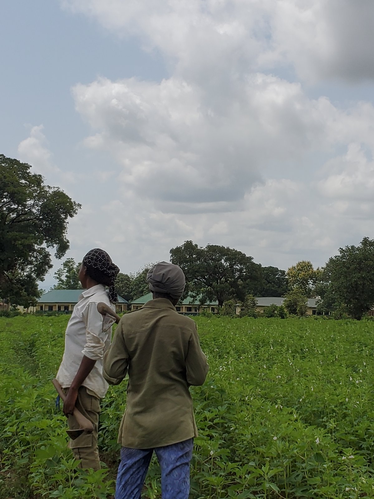 Sesame farmers tend crops in Mararaba fields