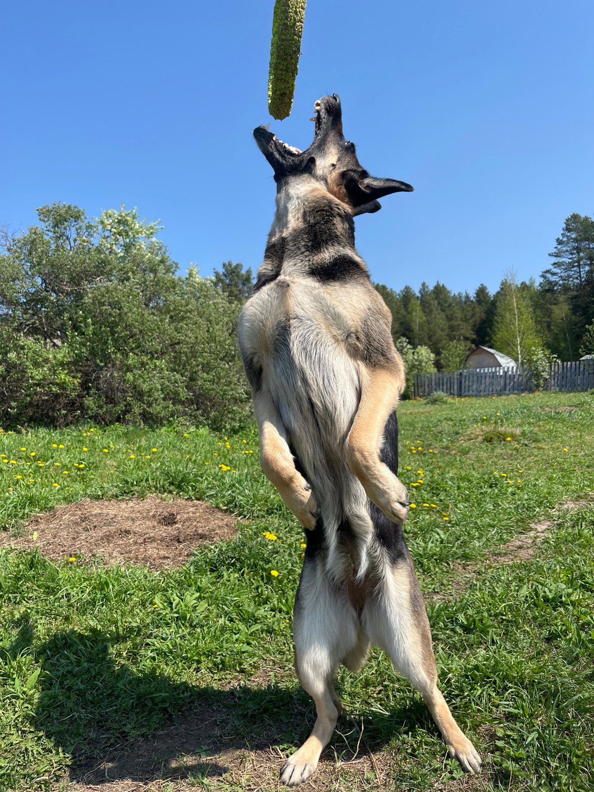 German Shepherds play in sunny fields in Nizhny Tagil
