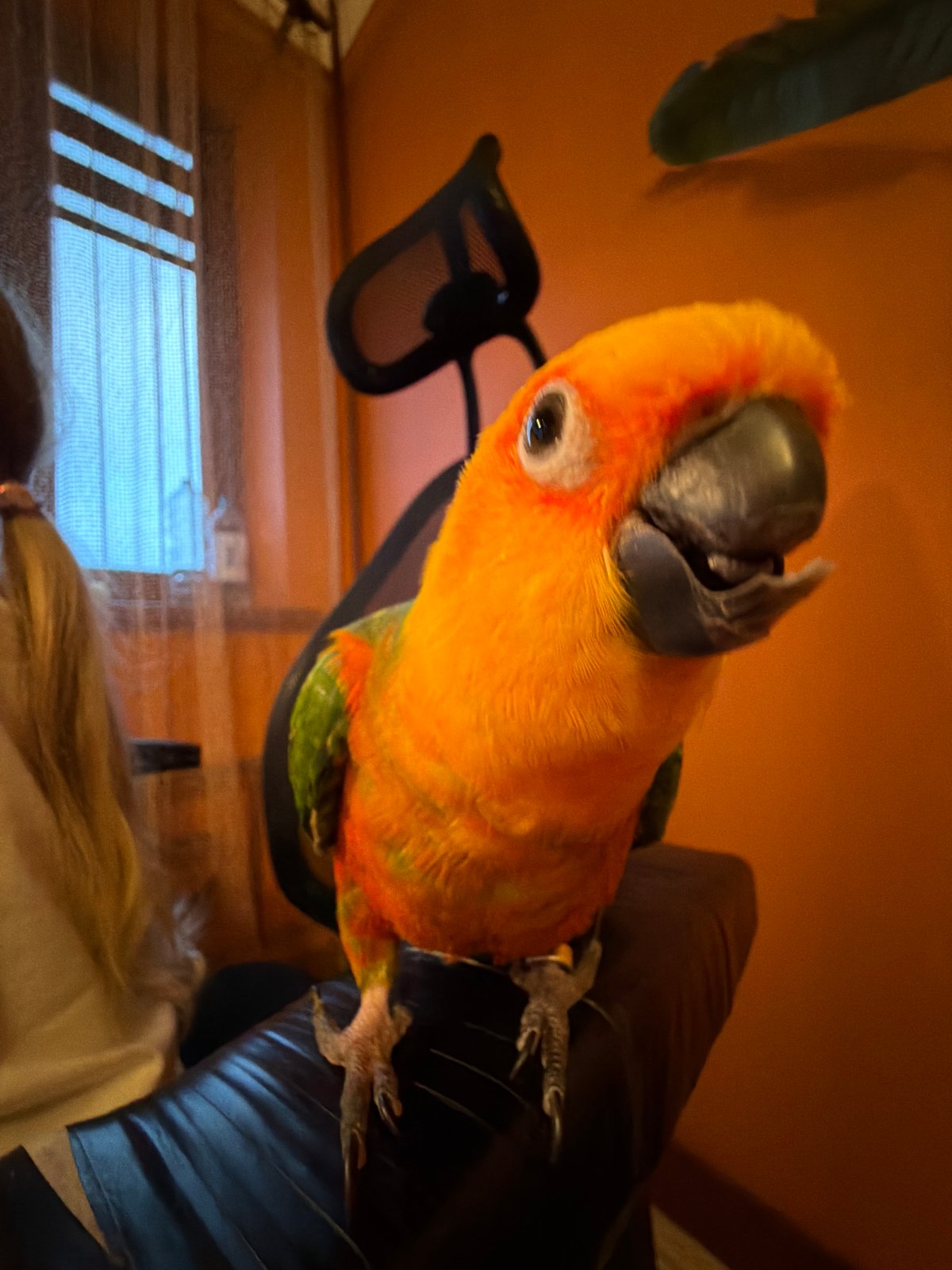 Evening with a sun conure parrot in Khimki