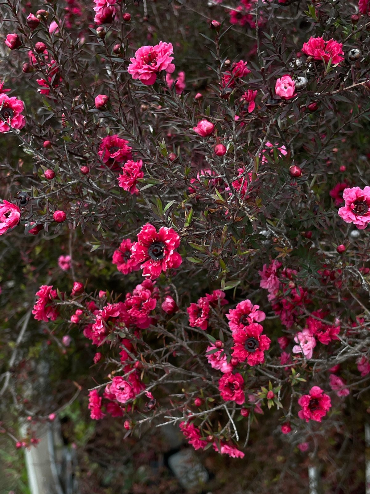 Spring blooms and chrome ornament observed in Sochi