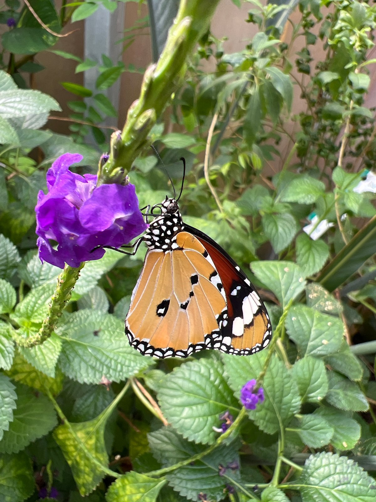 Butterflies spotted feeding on flowers and fruit in London garden