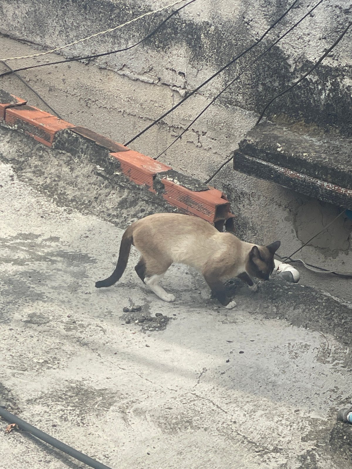Siamese cat sits on weathered wall in Caracas