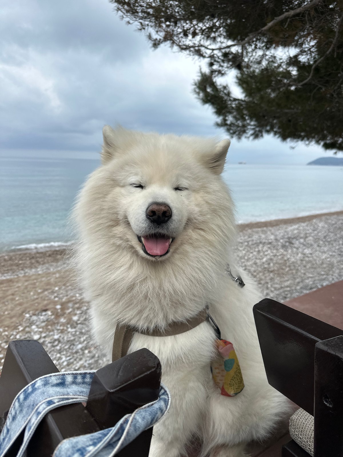 Morning coffee break with Samoyed dog in coastal Montenegro