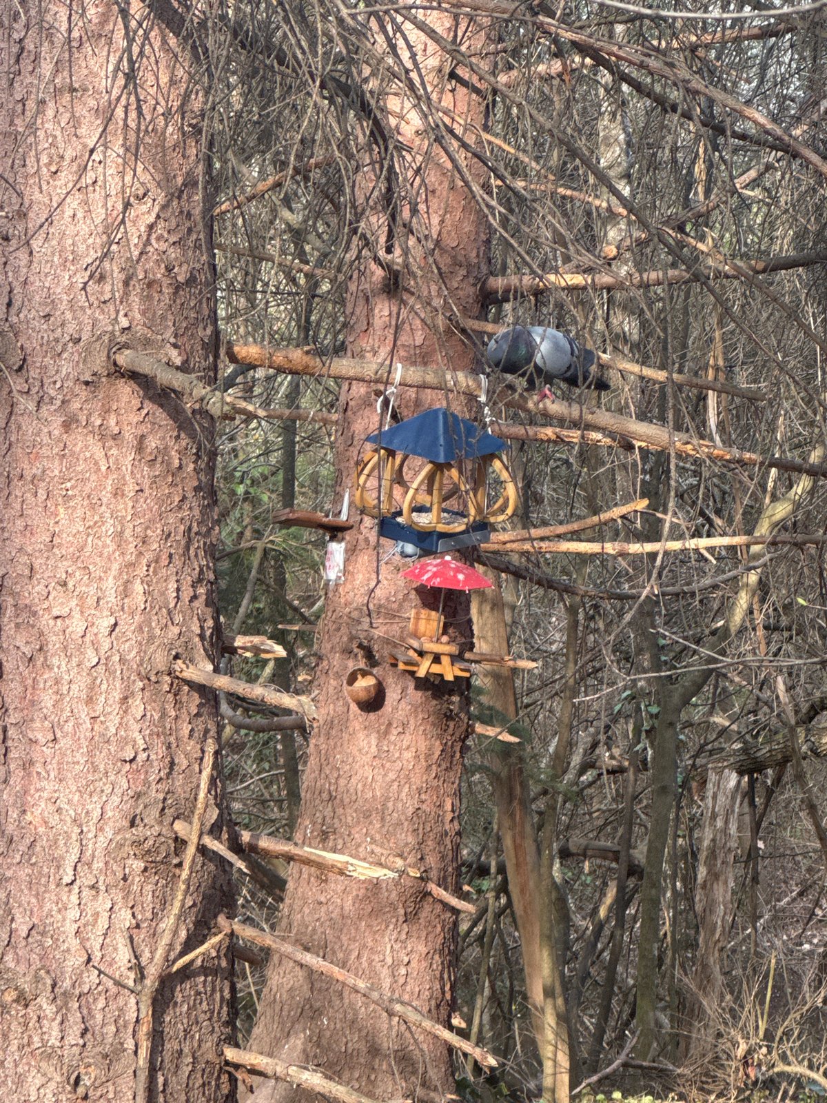 Sofia resident documents woodland walk with beer, pizza, political leaflets
