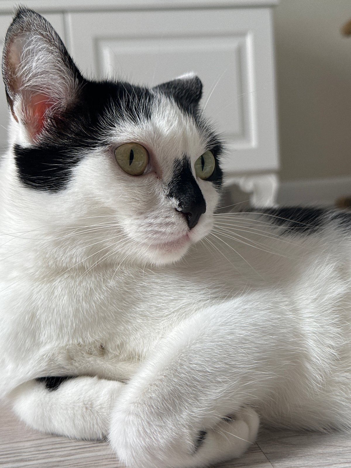 Black and white cat relaxing around a home in Kokshetau