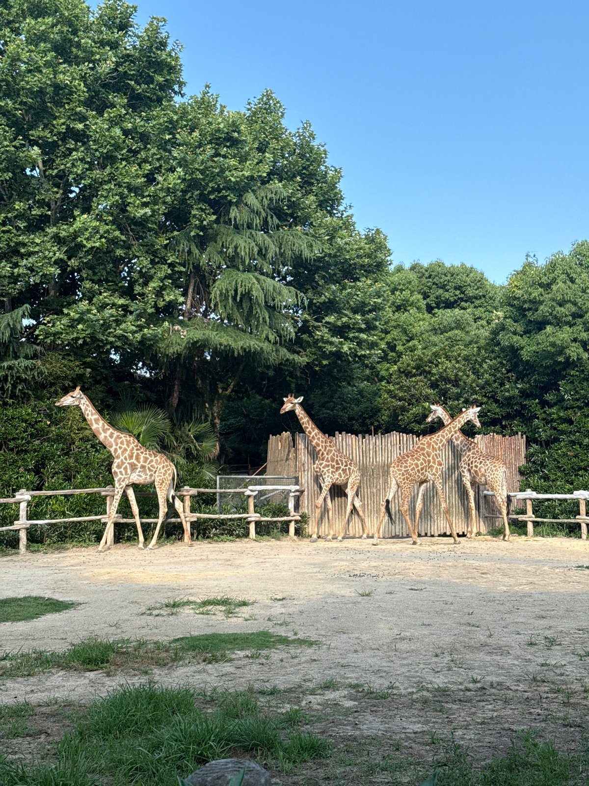 Zoo visitor documents diverse wildlife at Pudong facility