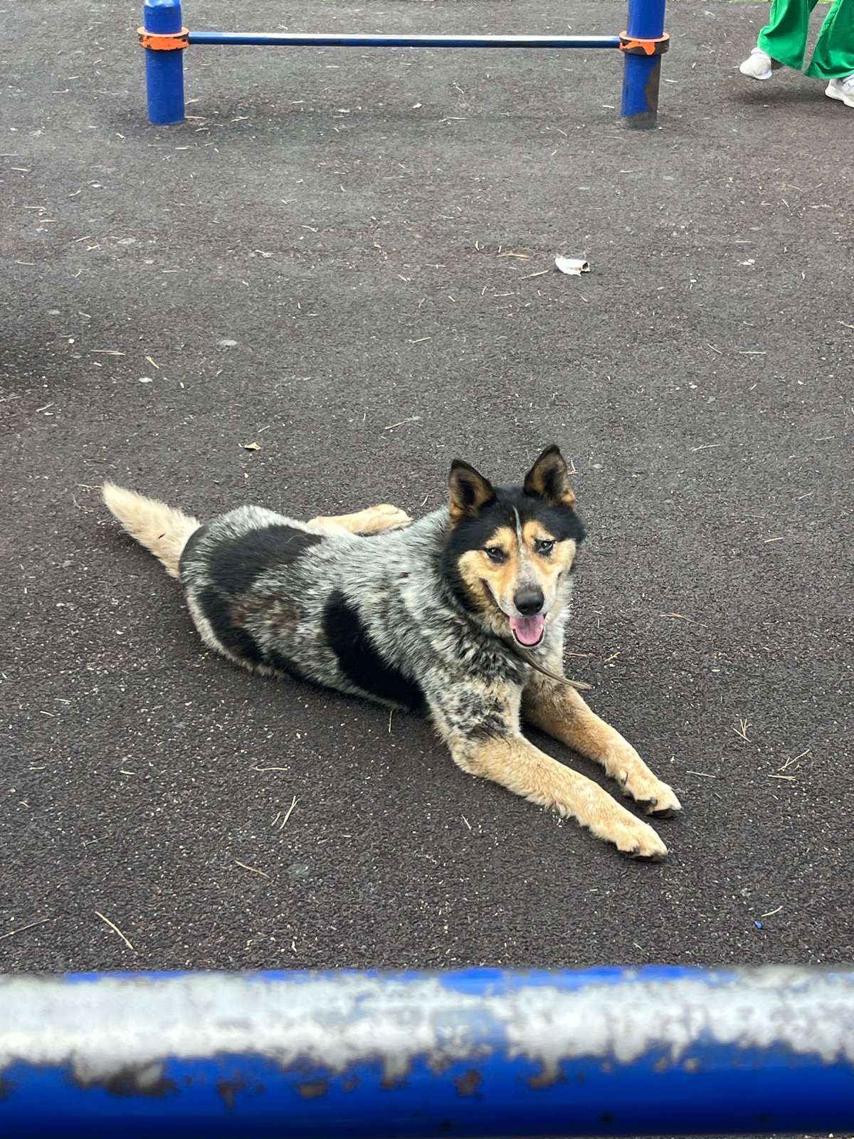 Amusement park day in Oktyabrsky, rides and a relaxed dog