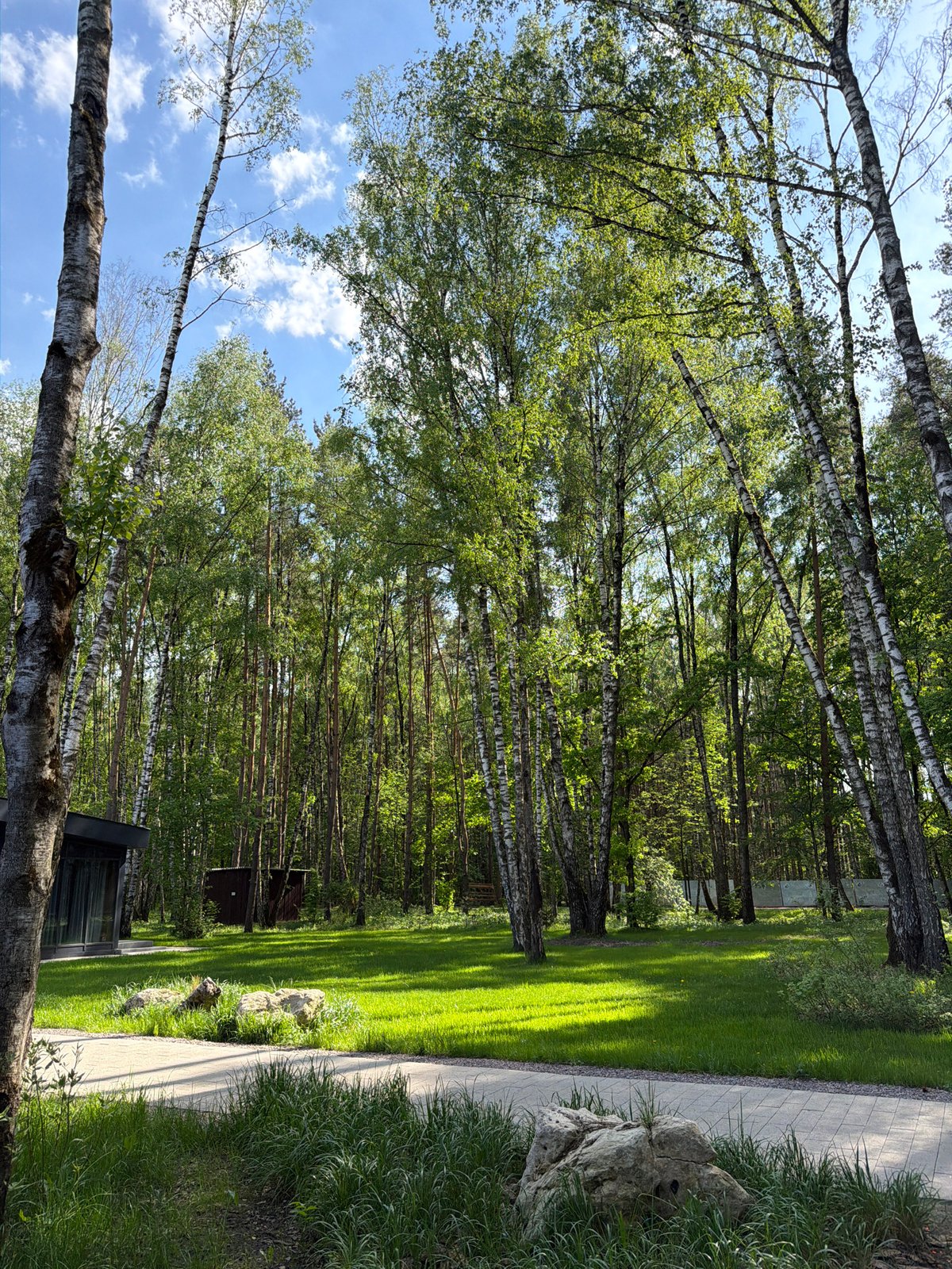 Sunlit birch trees observed in Moscow park setting