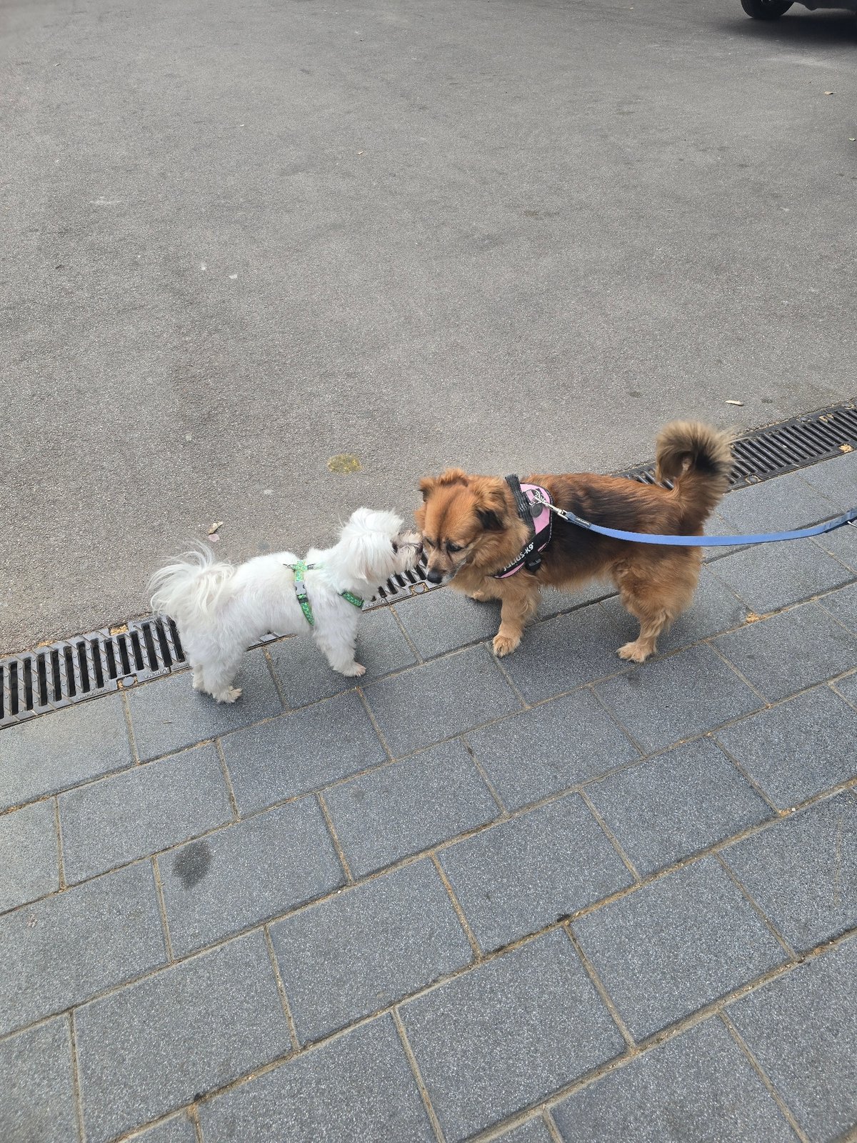 Morning street life: dogs play, worker handles windows