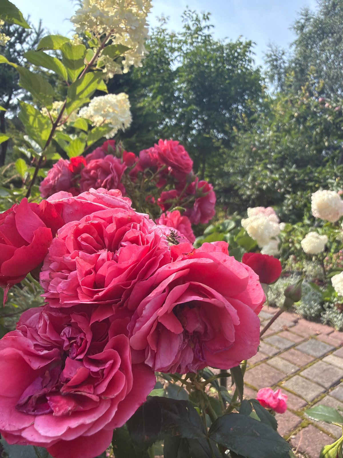 Summer garden in Ladushkin, roses and blooms up close