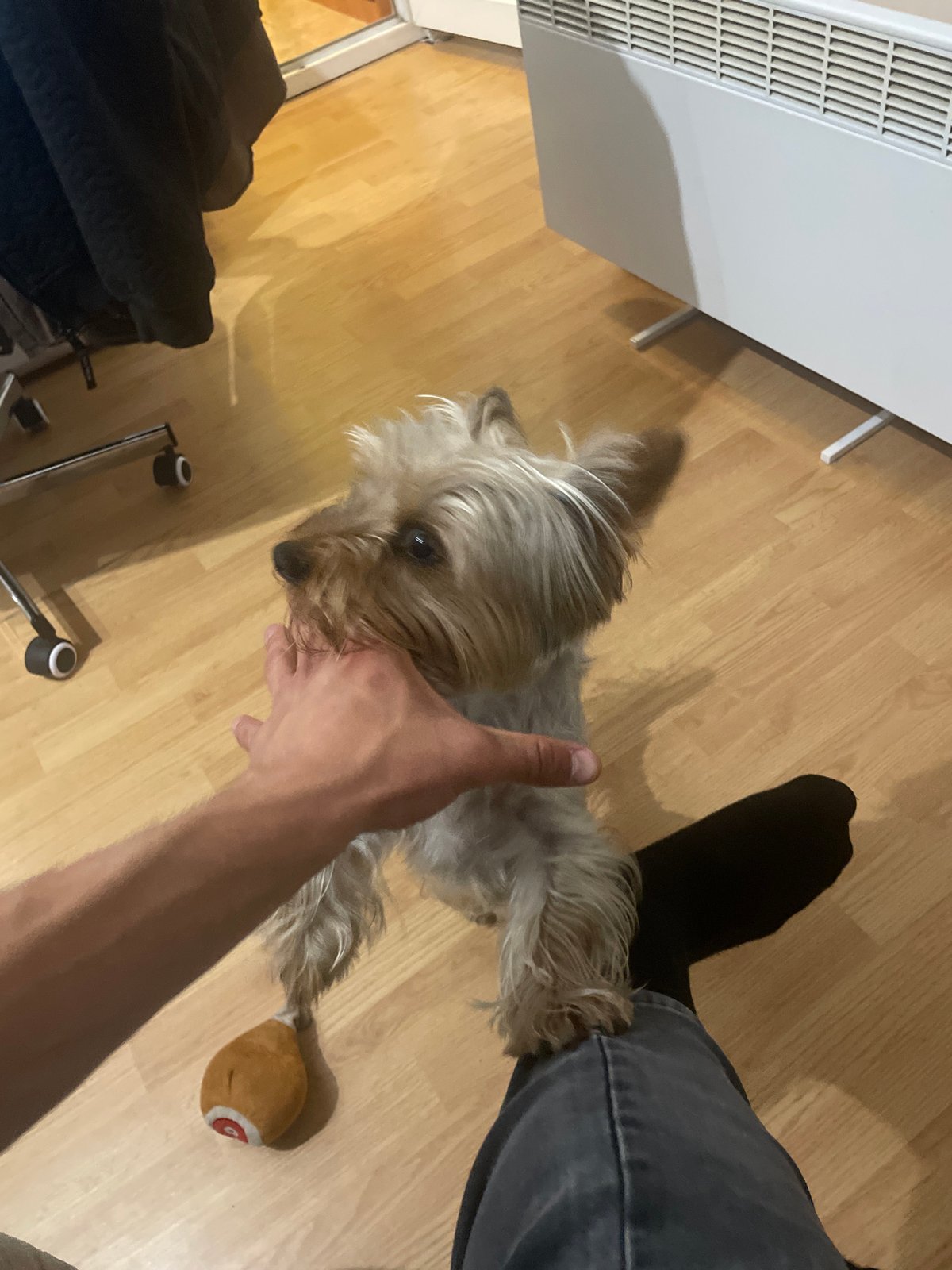 Person plays with Yorkshire Terrier indoors during evening hours