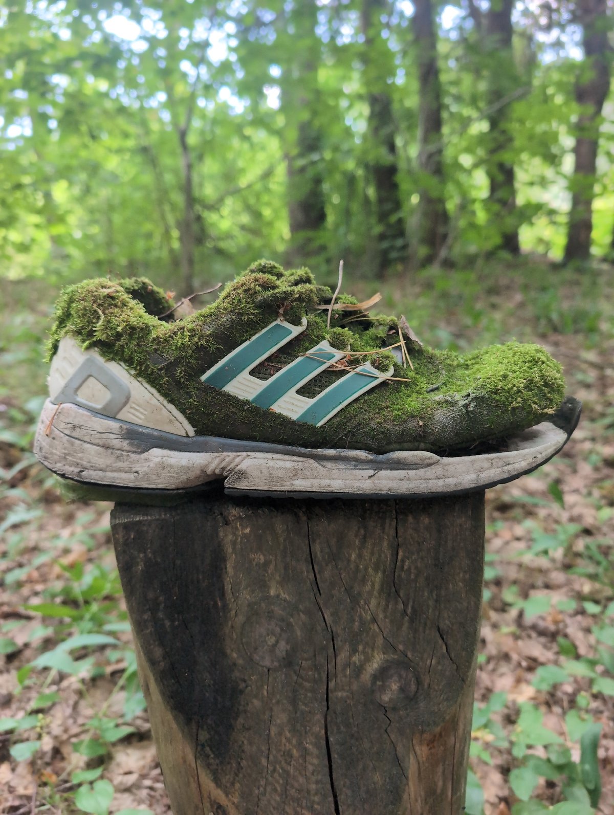Moss-covered Adidas sneaker left on a cracked wooden post