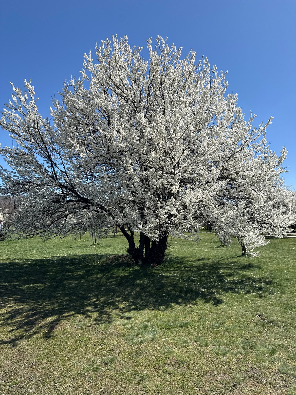 Man photographed by blooming tree in sunny Sofia spring scene
