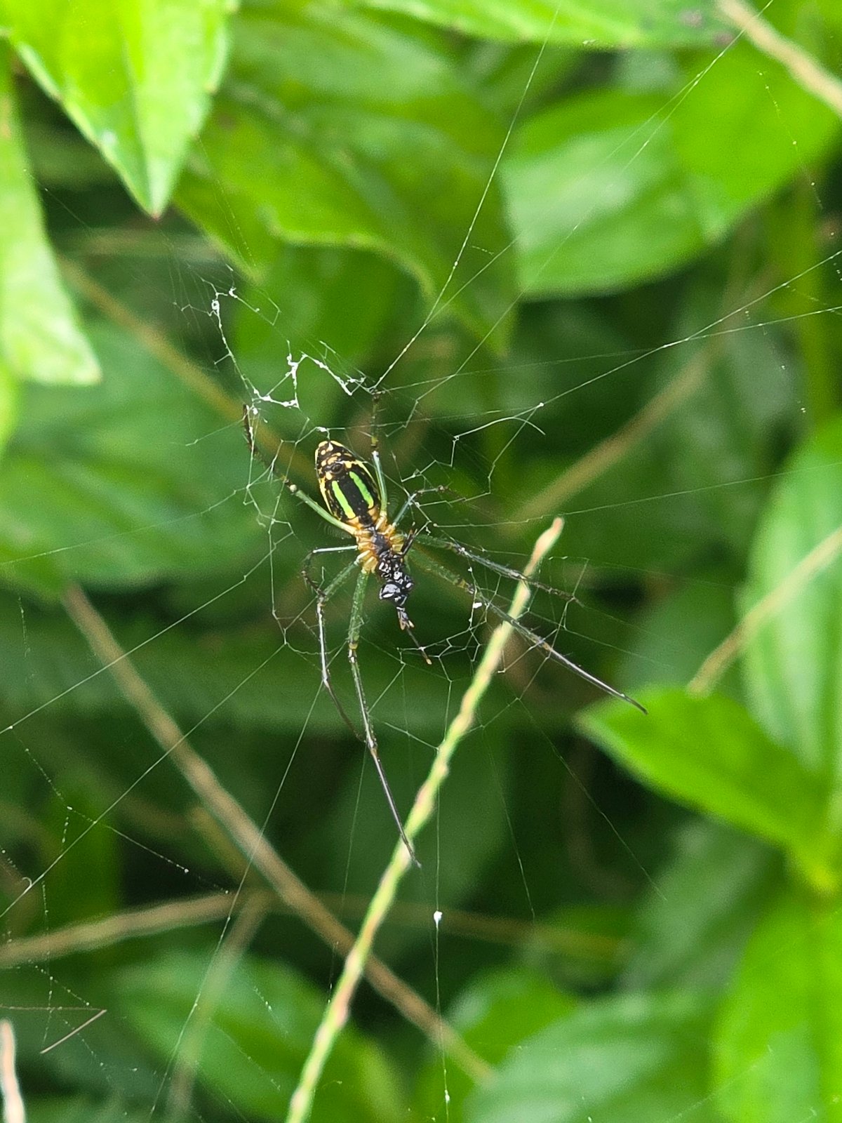 Macro nature details from an Indonesian garden — insects, webs, and plants
