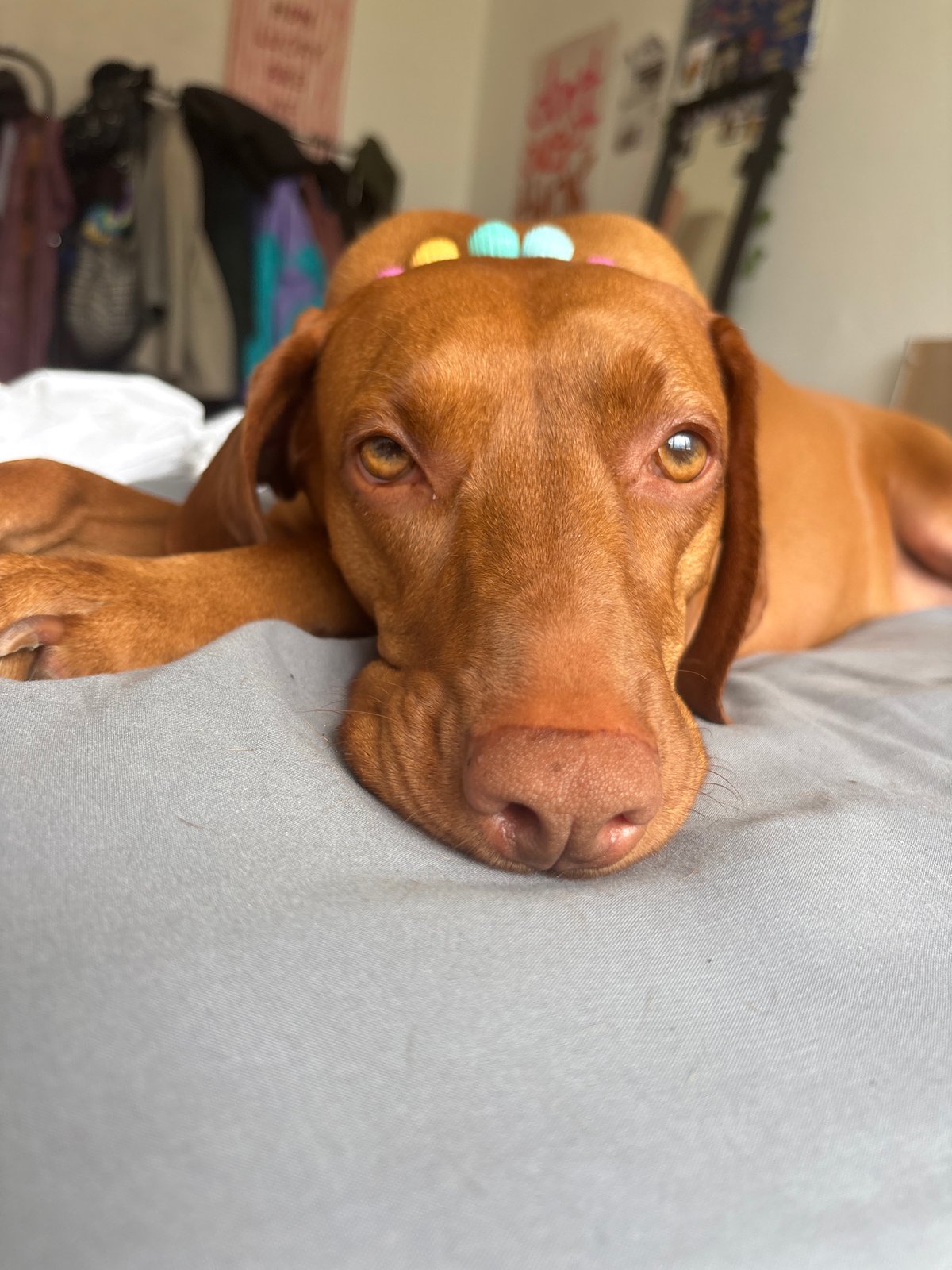 Vizsla dog receives gentle massage treatment in Sofia home