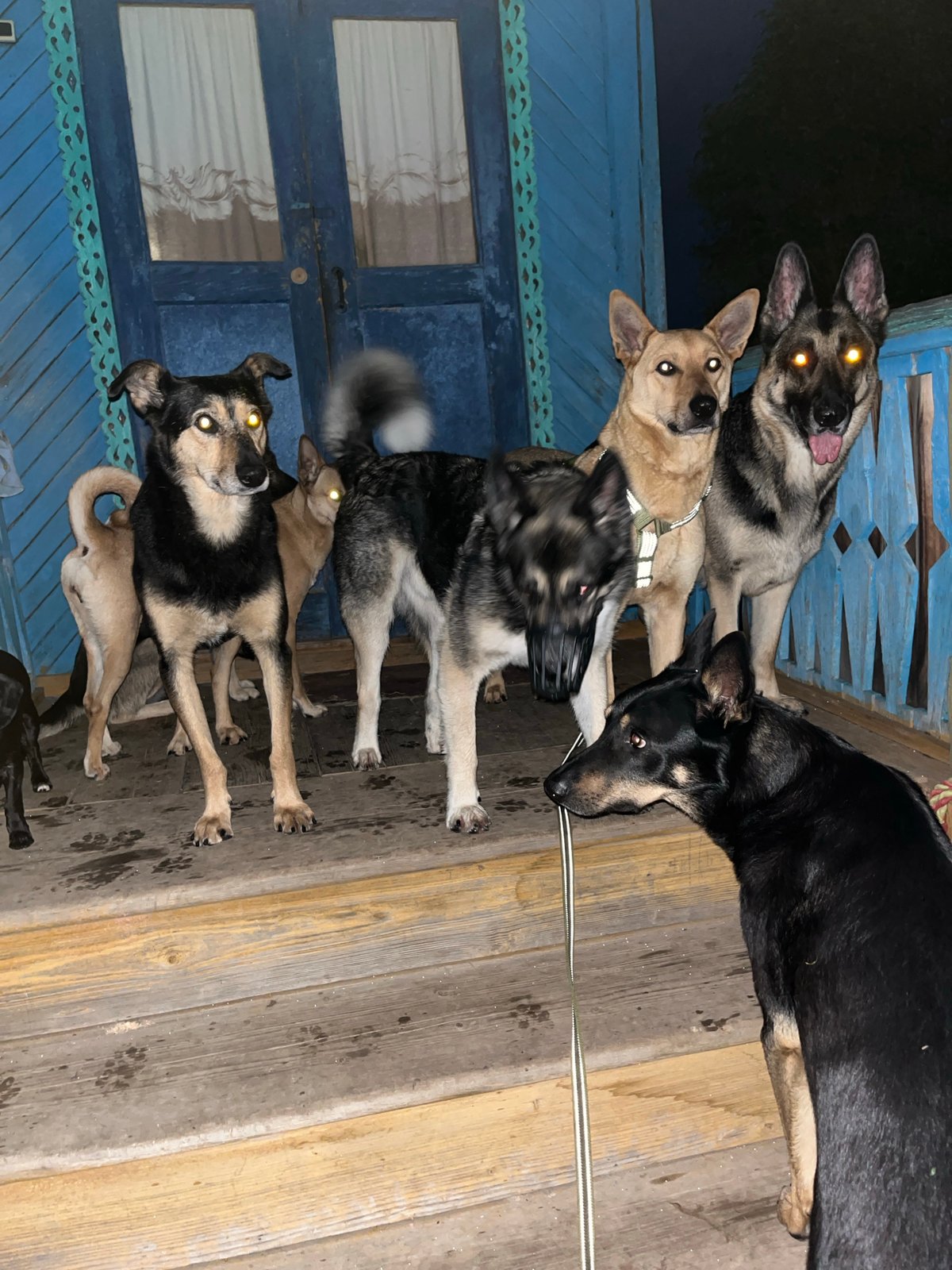 Pet owner documents quiet evening at home in Nizhny Tagil